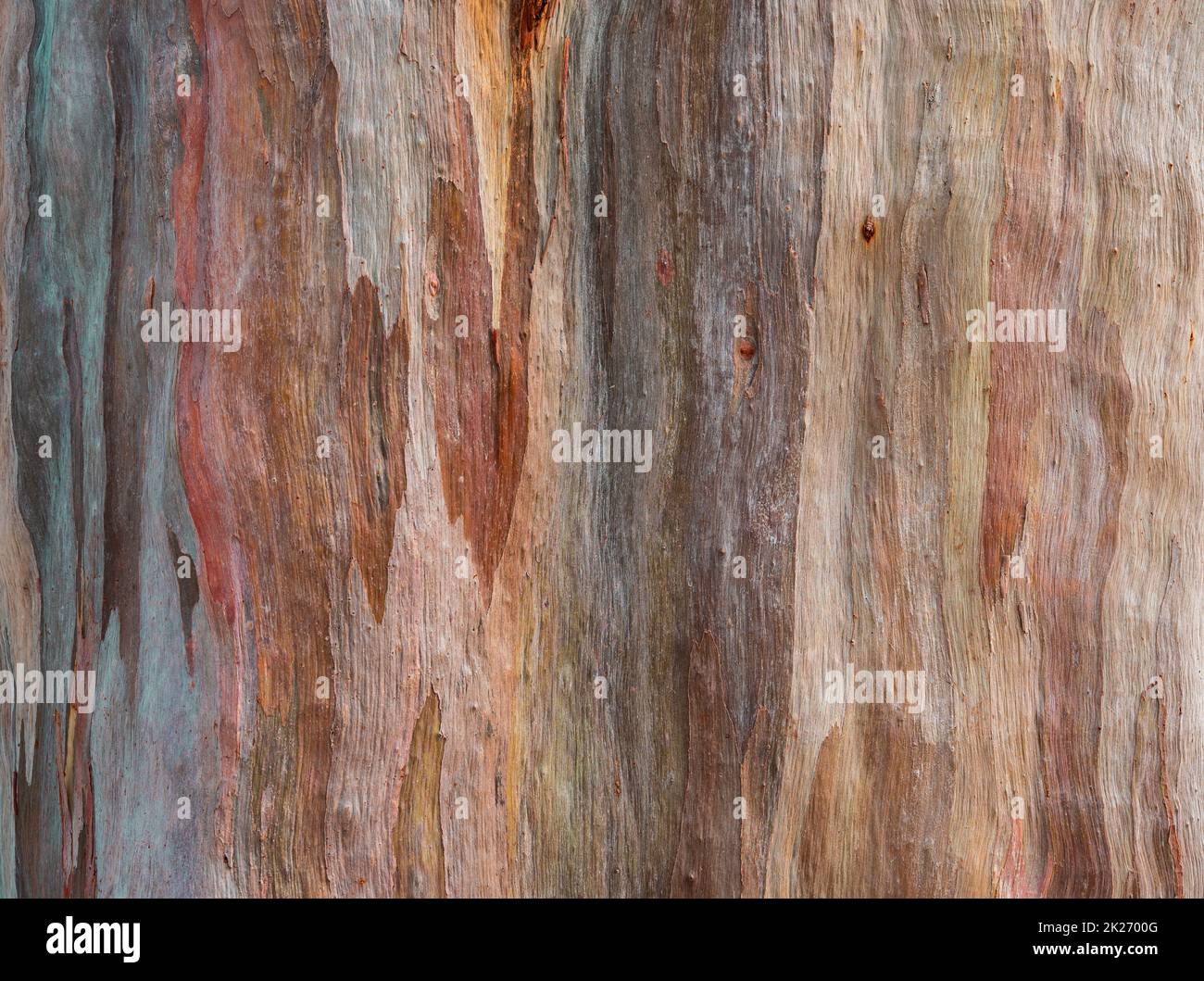 Abstrakter Texturhintergrund einer farbigen Eukalyptus deglupta-Rinde (Regenbogen-Eukalyptusbaum). Stockfoto