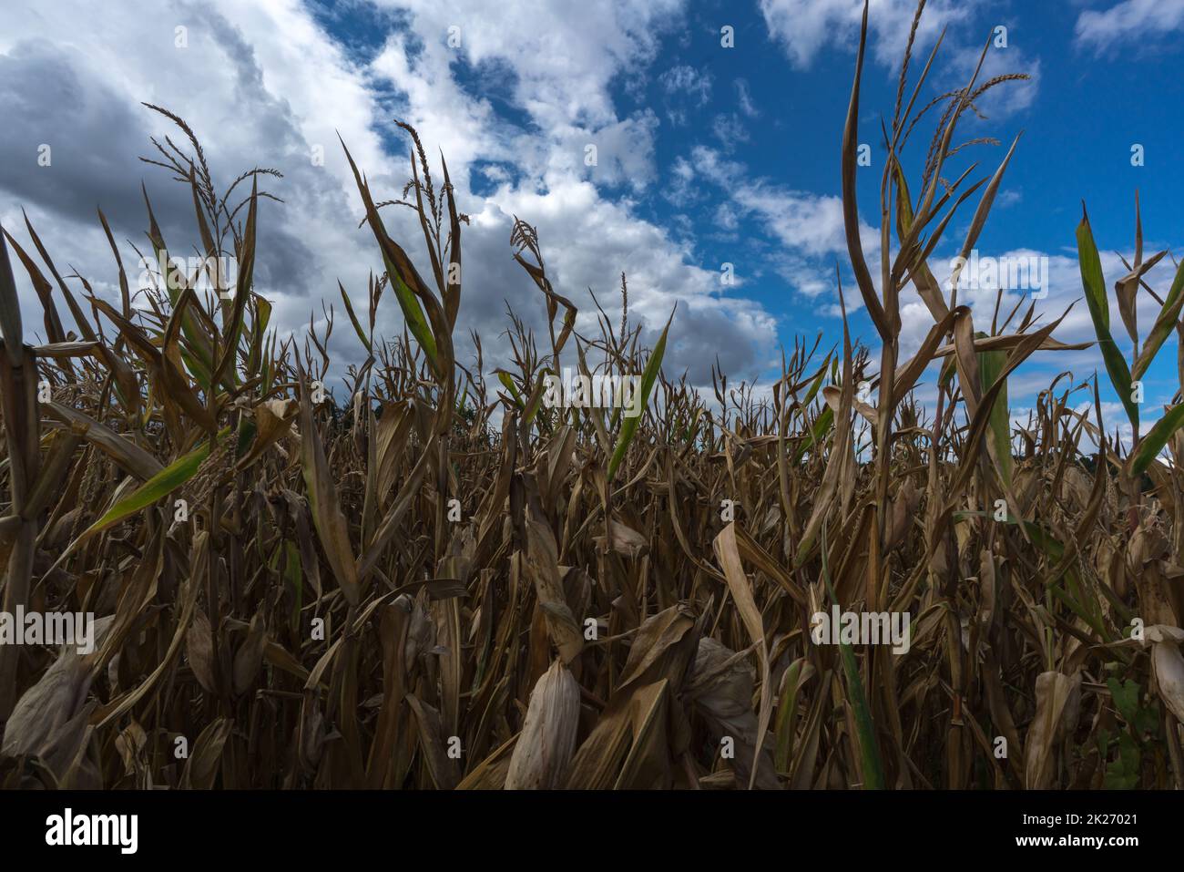 Ausgetrocknete Maispflanzen aufgrund einer Hitzewelle und extremer Dürre im Sommer Stockfoto
