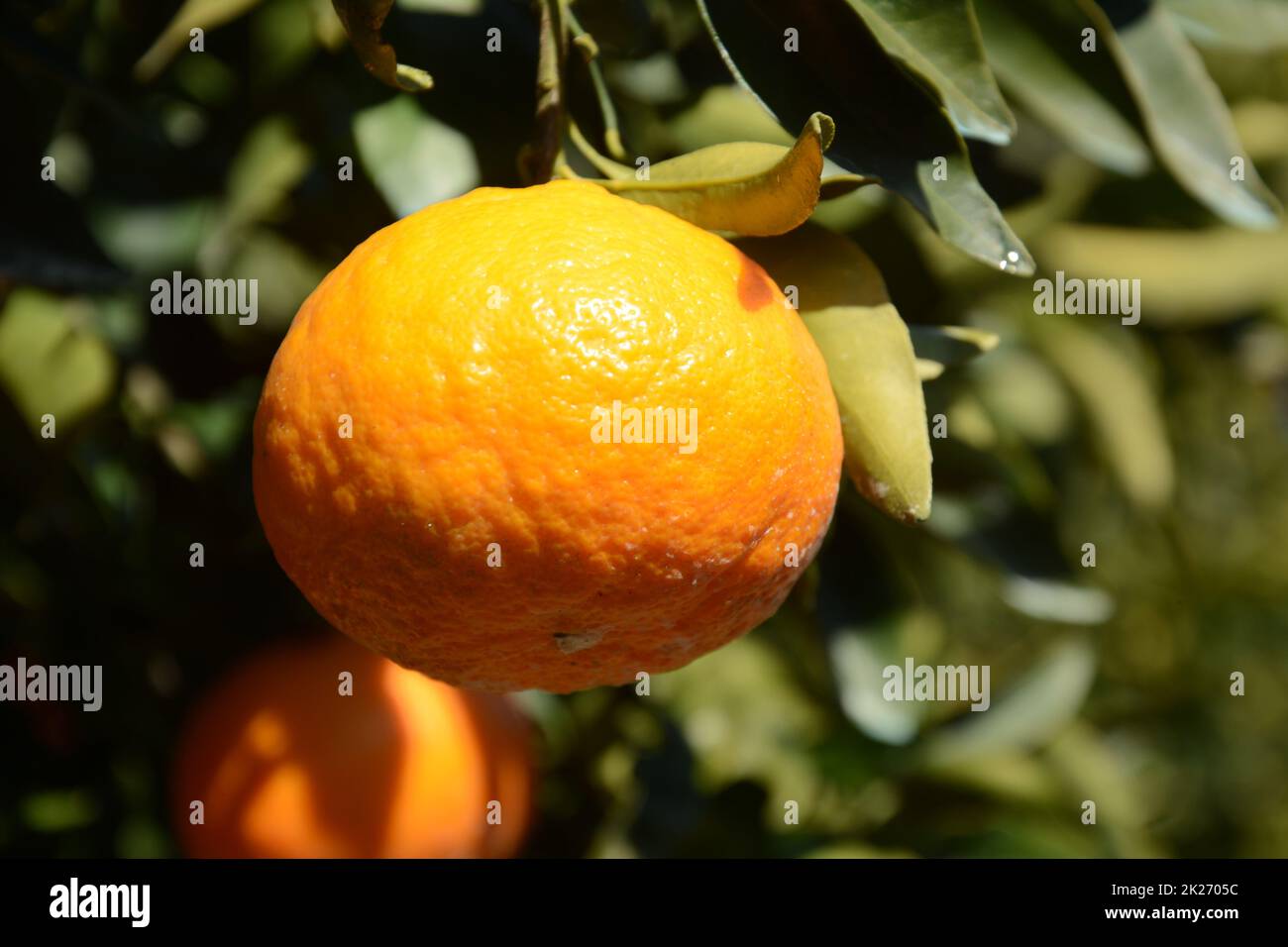 Nahaufnahme von reifen saftigen Mandarinen im Grünen auf Ästen Stockfoto