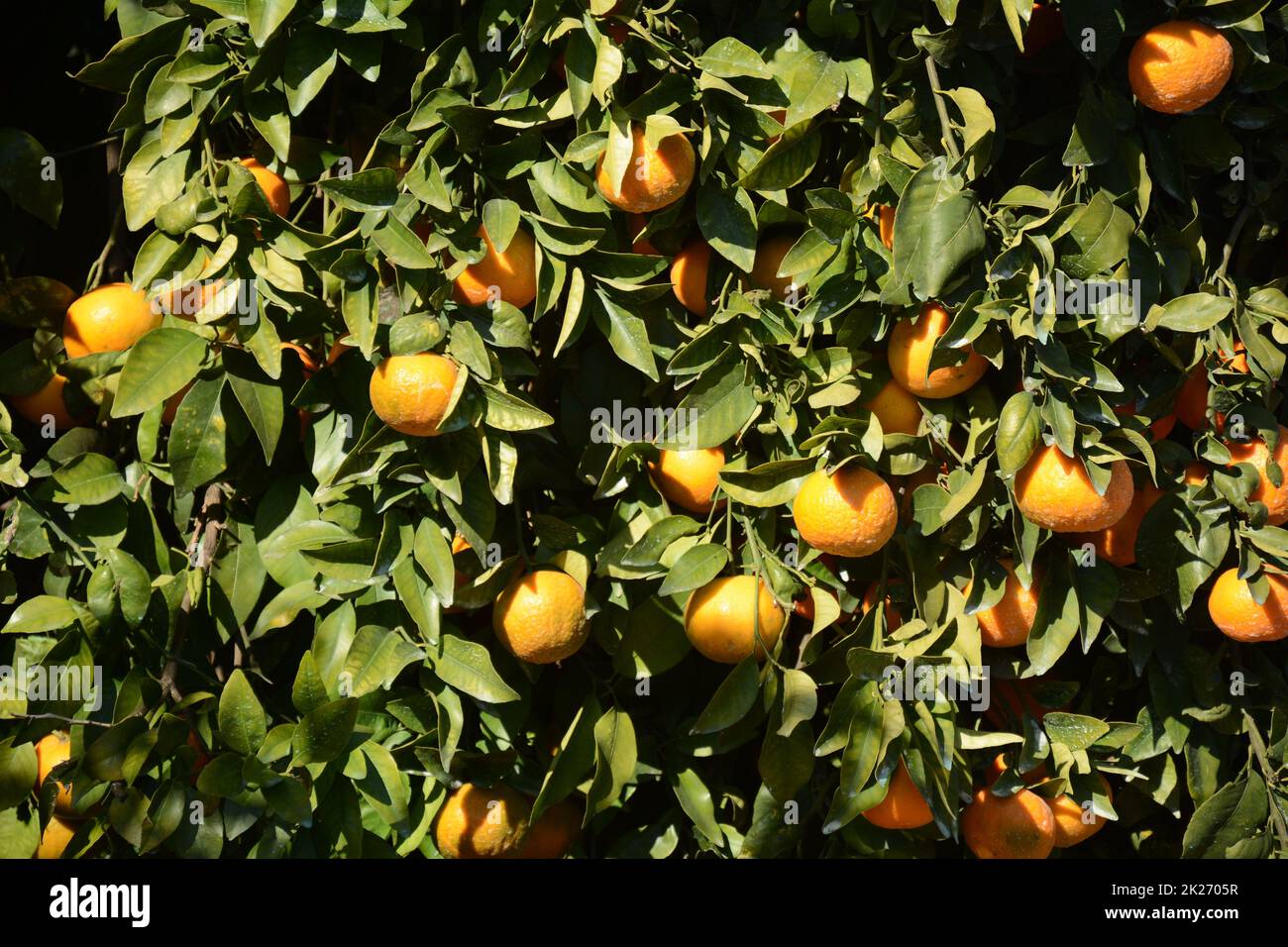 Nahaufnahme von reifen saftigen Mandarinen im Grünen auf Ästen Stockfoto