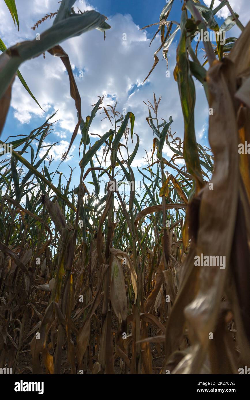 Ausgetrocknete Maispflanzen aufgrund einer Hitzewelle und extremer Dürre im Sommer Stockfoto