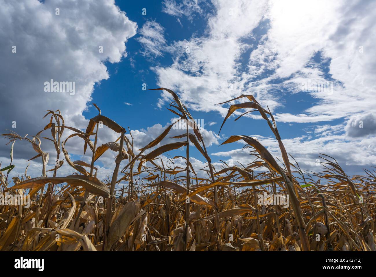 Ausgetrocknete Maispflanzen aufgrund einer Hitzewelle und extremer Dürre im Sommer Stockfoto