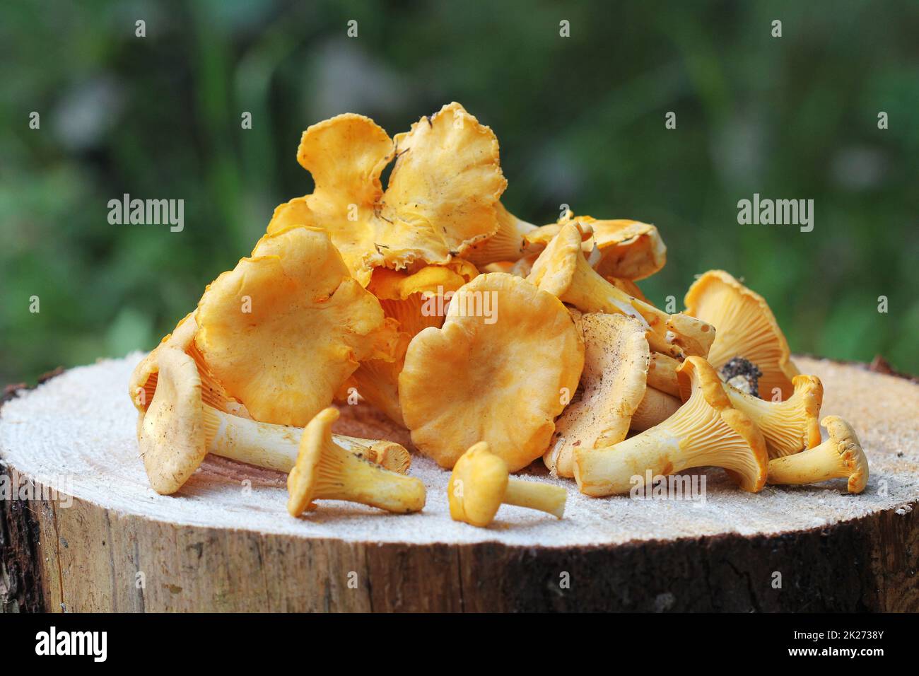 Wildt Pfifferlinge auf Holz Baumstumpf im Wald Stockfoto