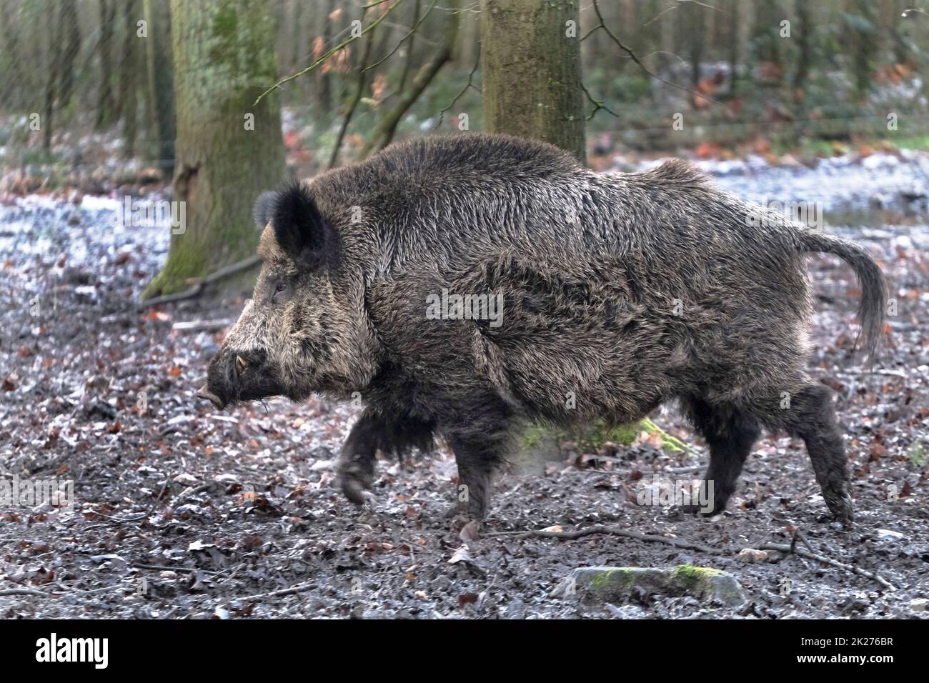 Ausflug zum Wildschweingehege Krefeld Huelser Berg Krefeld-Huels â€“ Wildschweingehege Stockfoto