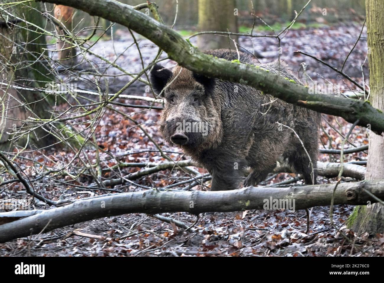 Ausflug zum Wildschweingehege Krefeld Huelser Berg Krefeld-Huels â€“ Wildschweingehege Stockfoto