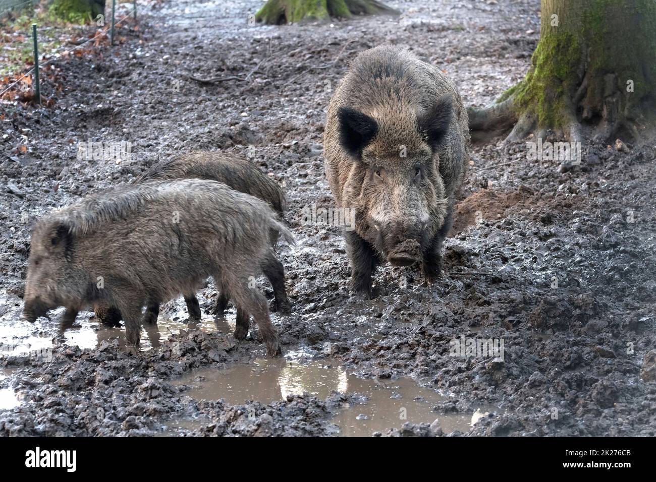 Ausflug zum Wildschweingehege Krefeld Huelser Berg Krefeld-Huels â€“ Wildschweingehege Stockfoto