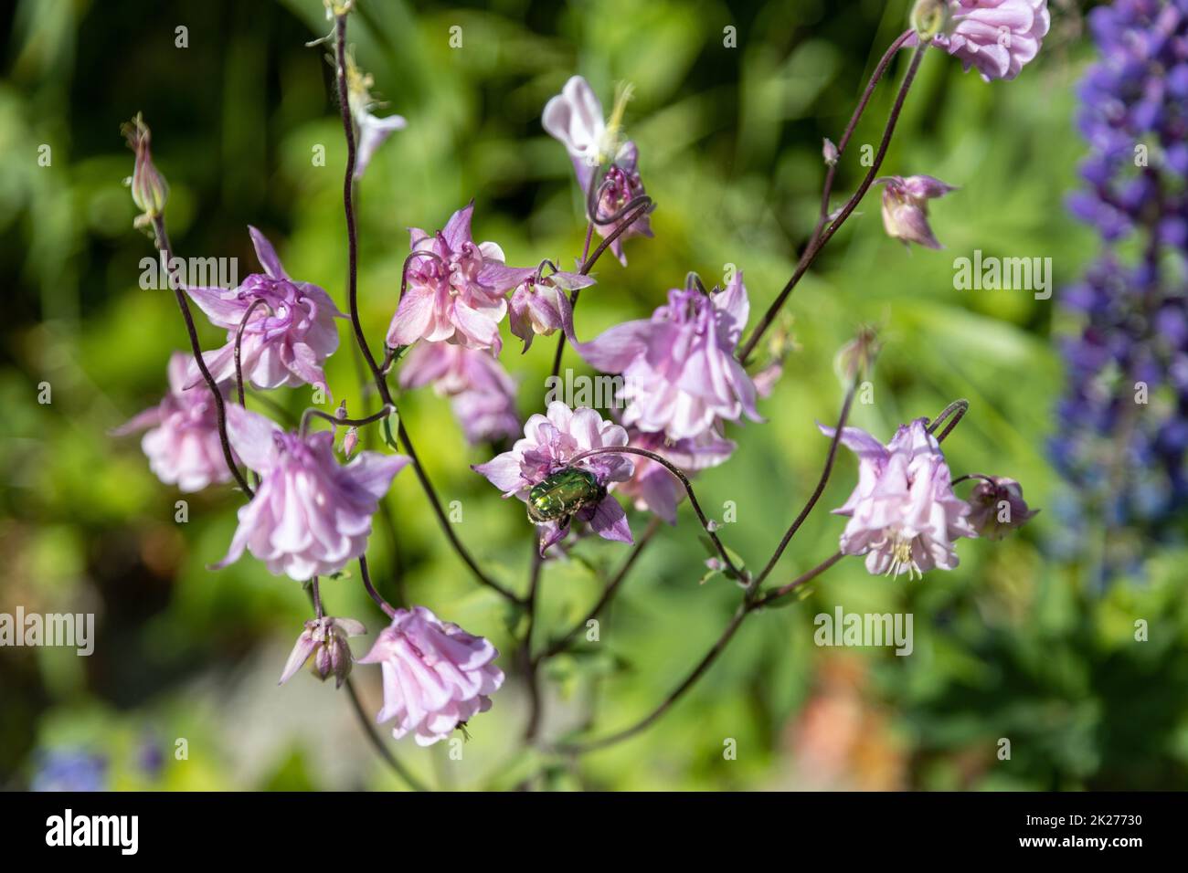 Zwei goldene Rosenkäfer ernähren rosa Blumen Stockfoto