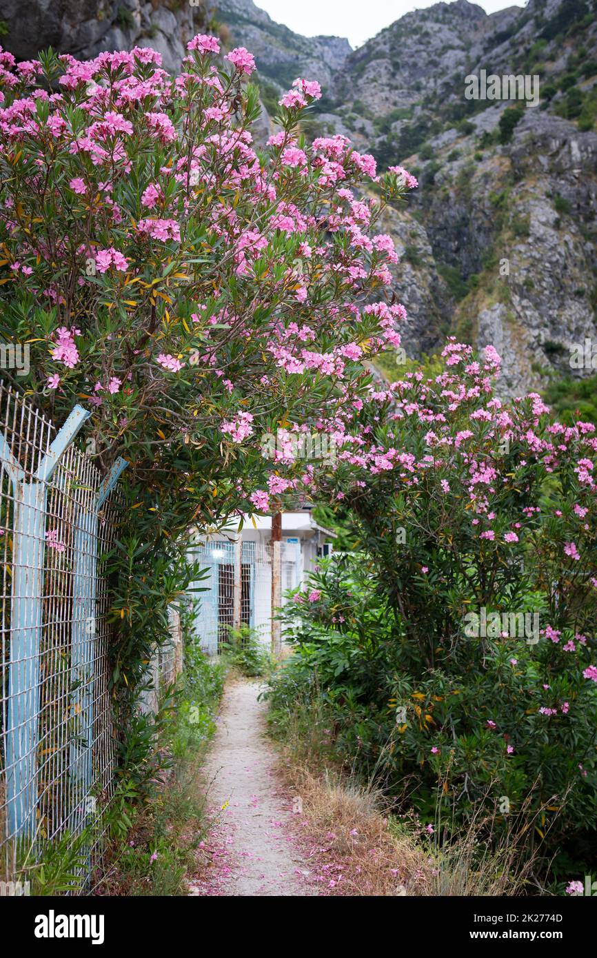 Kotor, 3. Juli 2021: Wunderschöne Straßen in der Altstadt von Kotor Klettern Sie auf den Berg, Rosenbüsche auf der Straße, Montenegro. Stockfoto