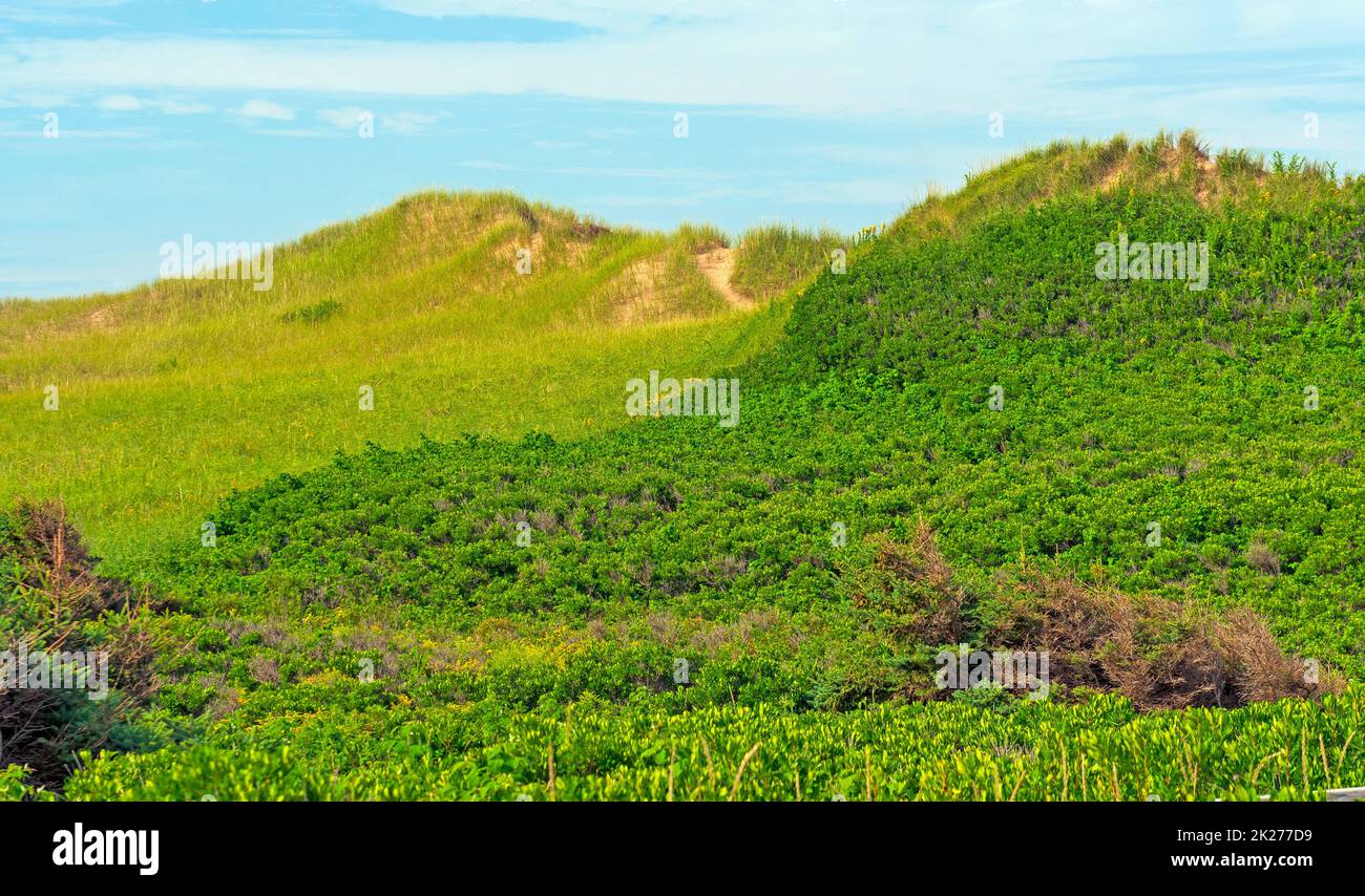 Üppige Vegetation auf den Küstensanddünen Stockfoto