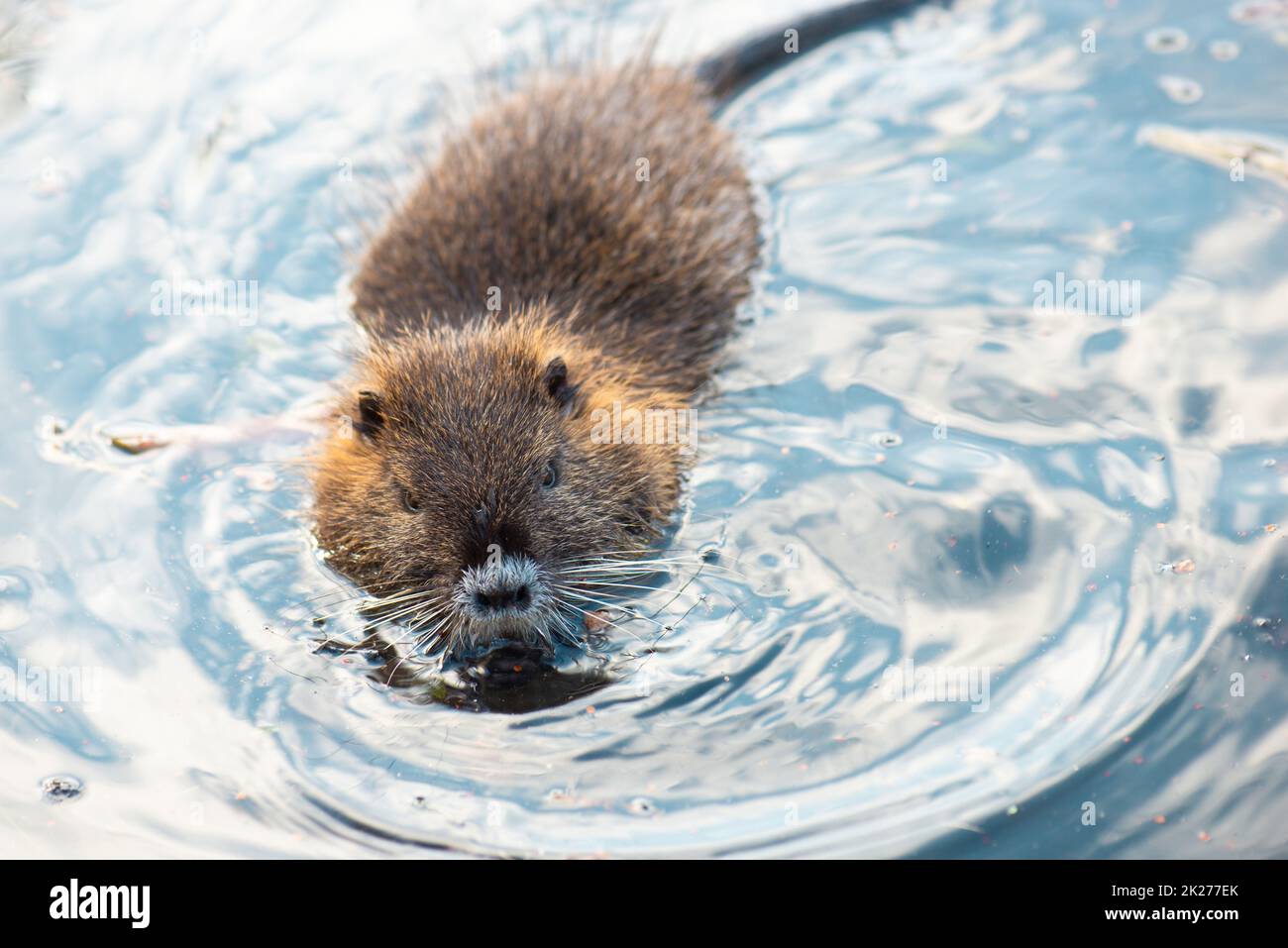 Nutria, coypu pflanbivore, semiaquatische Nagetiere Mitglied der Familie Myocastoridae am Flussbett, Babytiere, habintante Feuchtgebiete, Flussratte Stockfoto