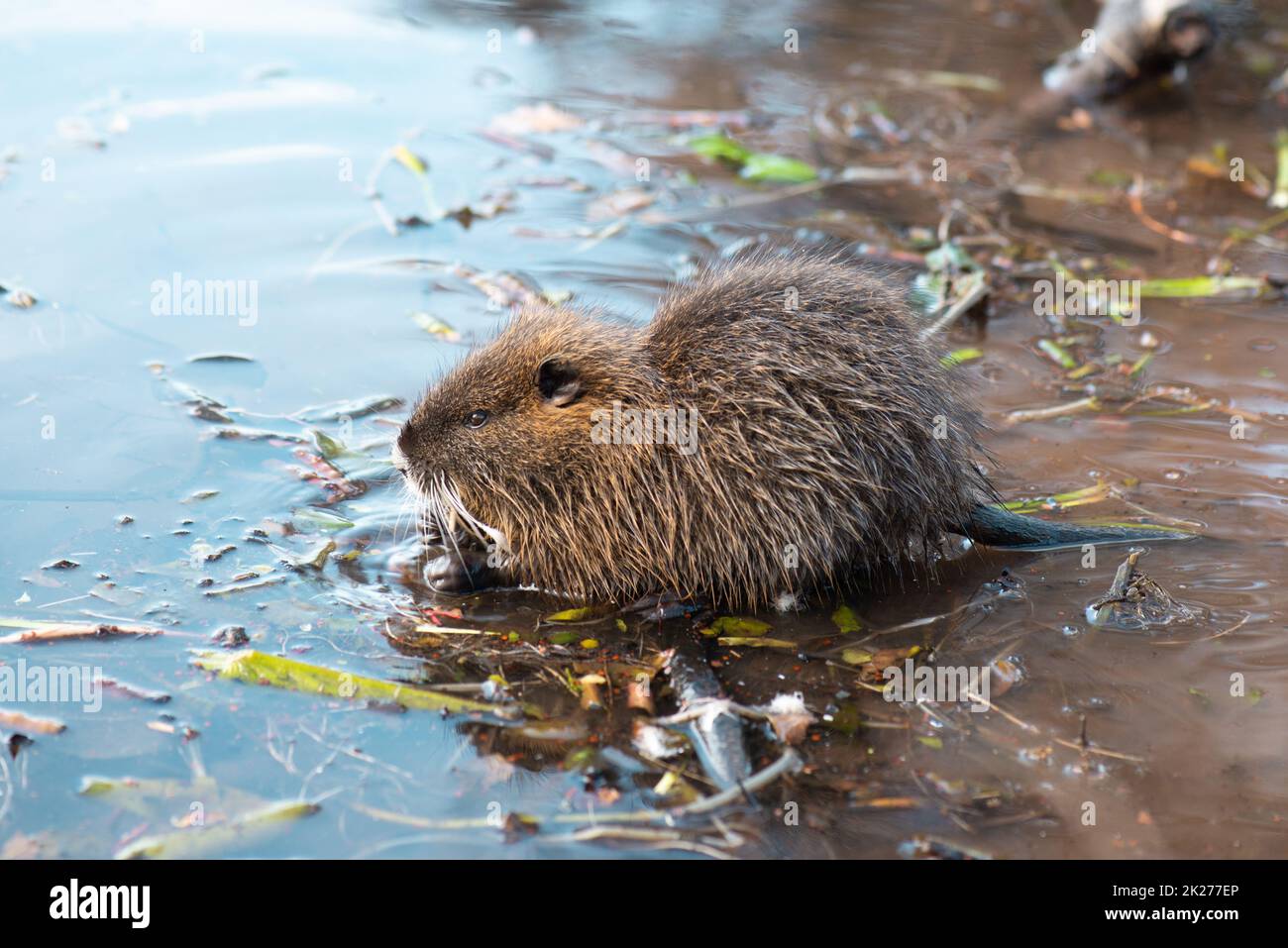 Nutria, coypu pflanbivore, semiaquatische Nagetiere Mitglied der Familie Myocastoridae am Flussbett, Babytiere, habintante Feuchtgebiete, Flussratte Stockfoto