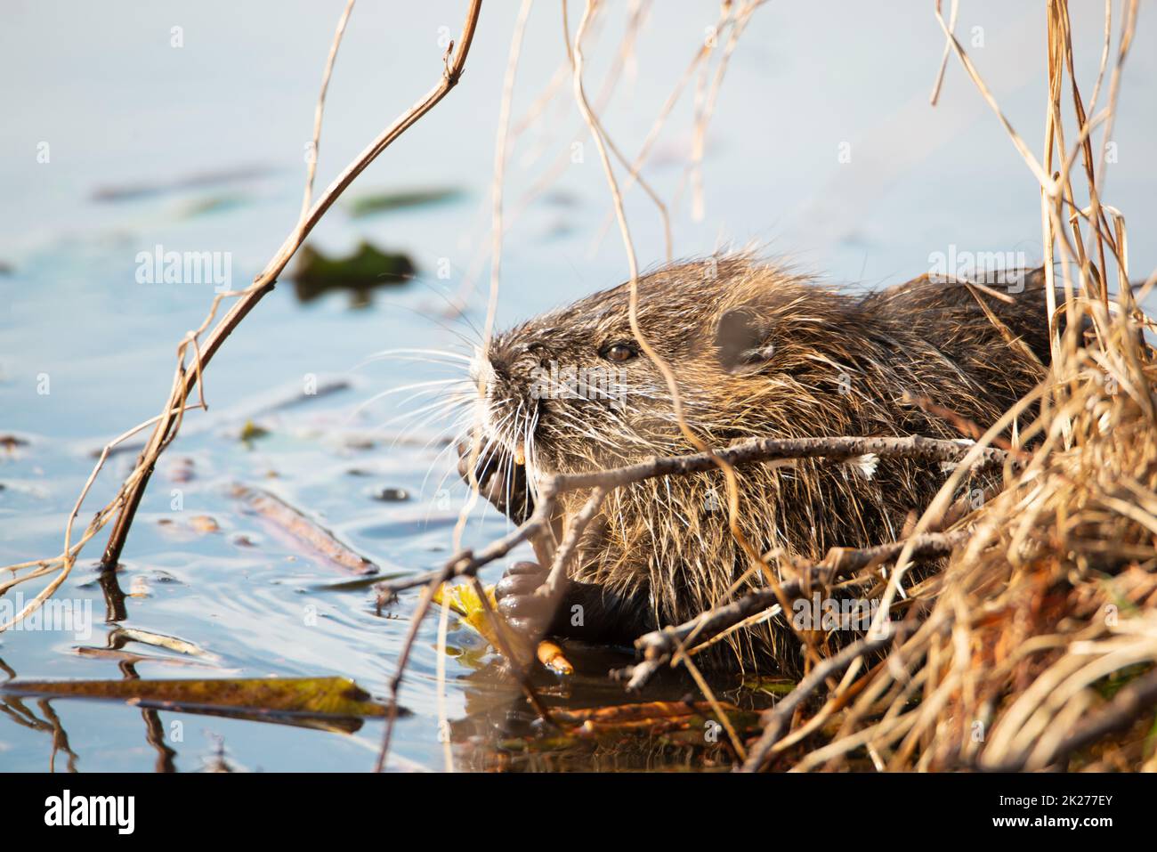 Nutria, coypu pflanbivore, semiaquatische Nagetiere Mitglied der Familie Myocastoridae am Flussbett, Babytiere, habintante Feuchtgebiete, Flussratte Stockfoto