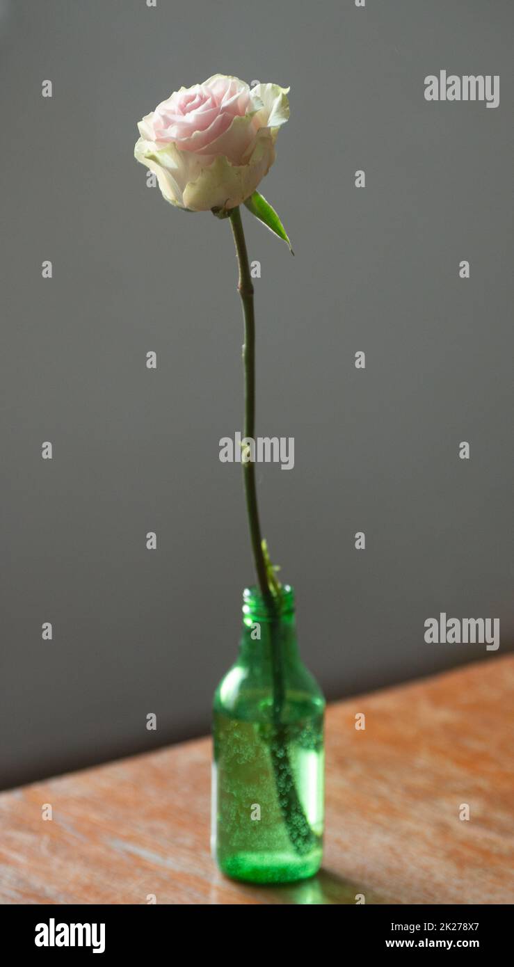 Rosenblume in einer grünen Flasche auf einem Holztisch Stockfoto
