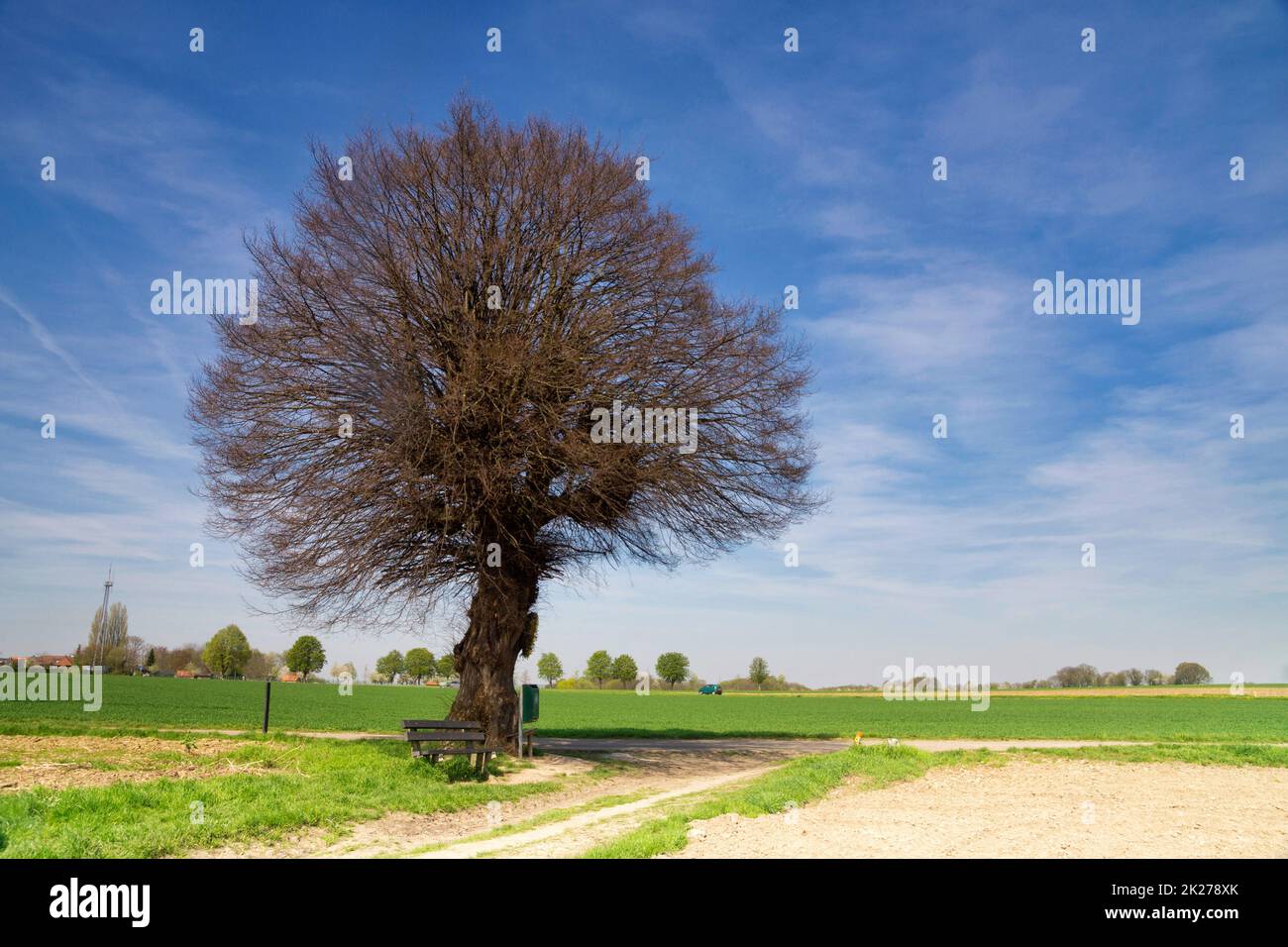 Einsamer Baum entlang einer Straße in der Nähe des niederländischen Dorfes Puth Stockfoto