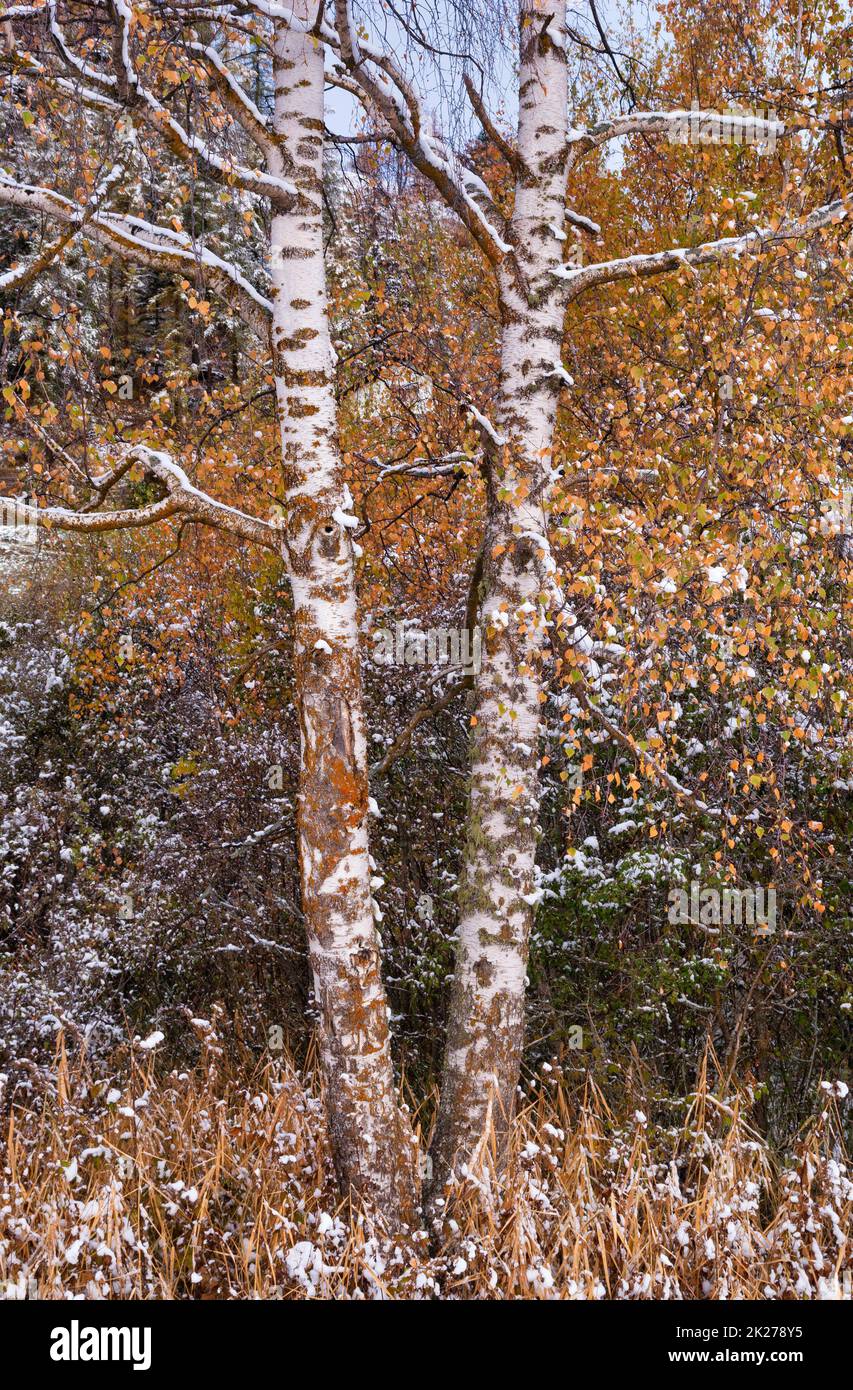 Zwei Birken in Herbstfarben in einer schneebedeckten Landschaft Stockfoto