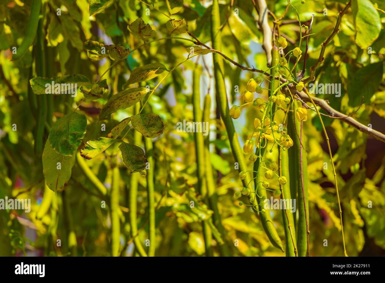 Indischer Cassia-Baum Goldener Duschbaum mit Samenkapseln. Stockfoto