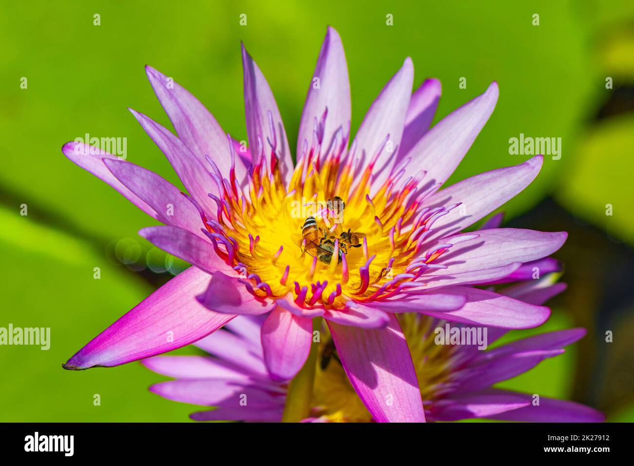 Bienen erhalten Nektar aus der wunderschönen lila gelben Wasserlilie Thailand. Stockfoto