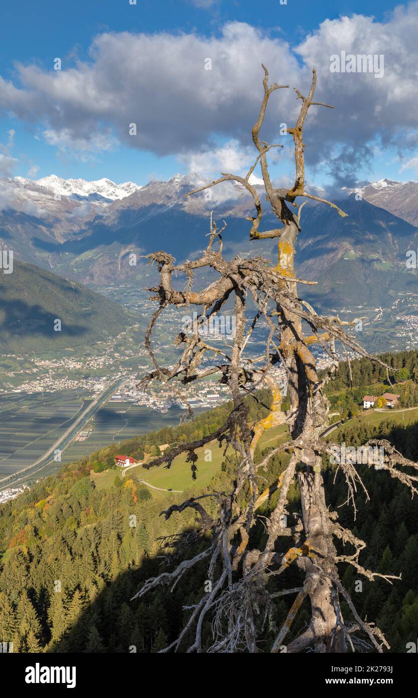 Toter Baum am Knottnkino, einem Aussichtspunkt über Voeran, Südtirol Stockfoto