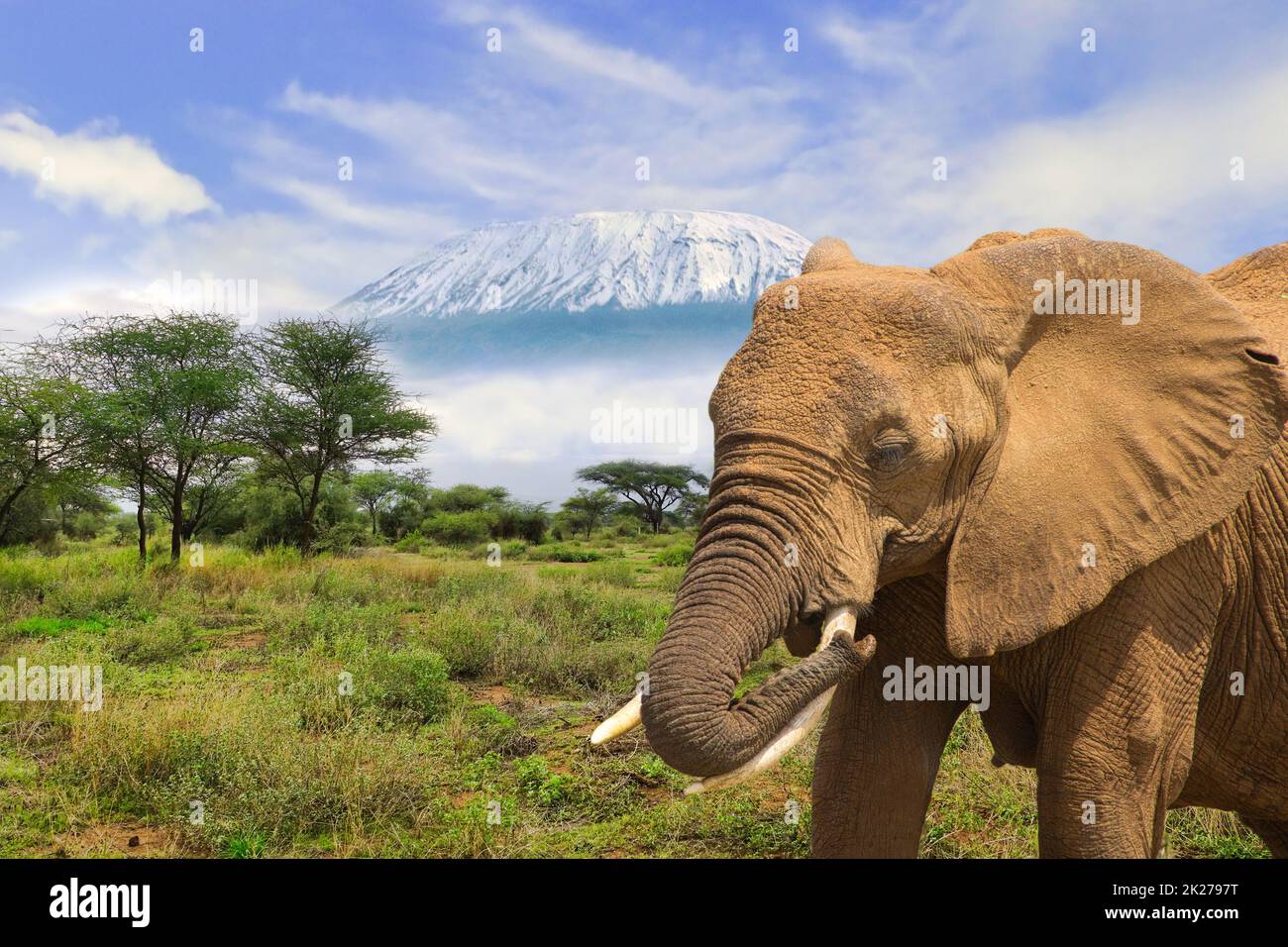 Elefanten und Mount Kilimanjaro im Amboseli National Park Stockfoto