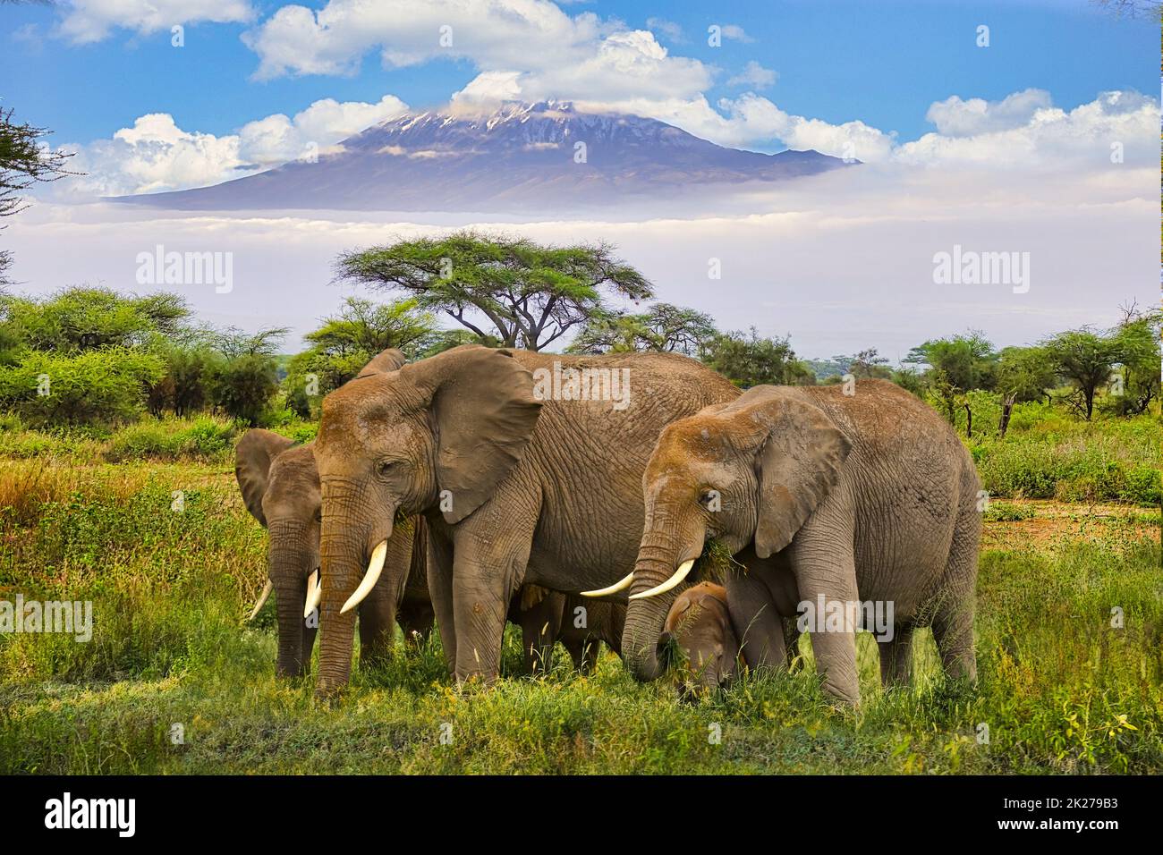 Elefanten und Mount Kilimanjaro im Amboseli National Park Stockfoto