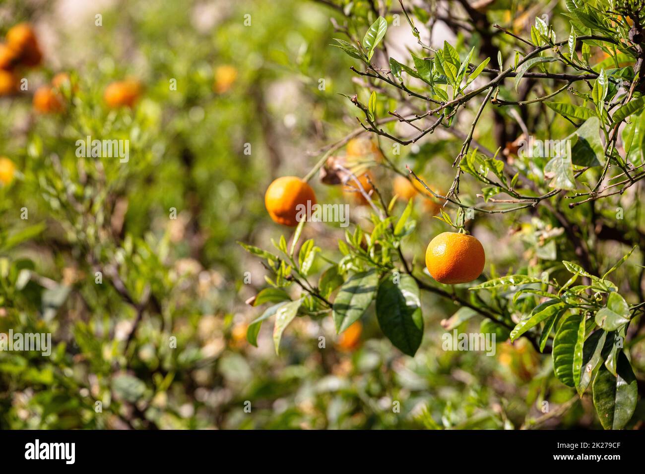 Mandarinenfrucht mit Blick auf den Baum Stockfoto