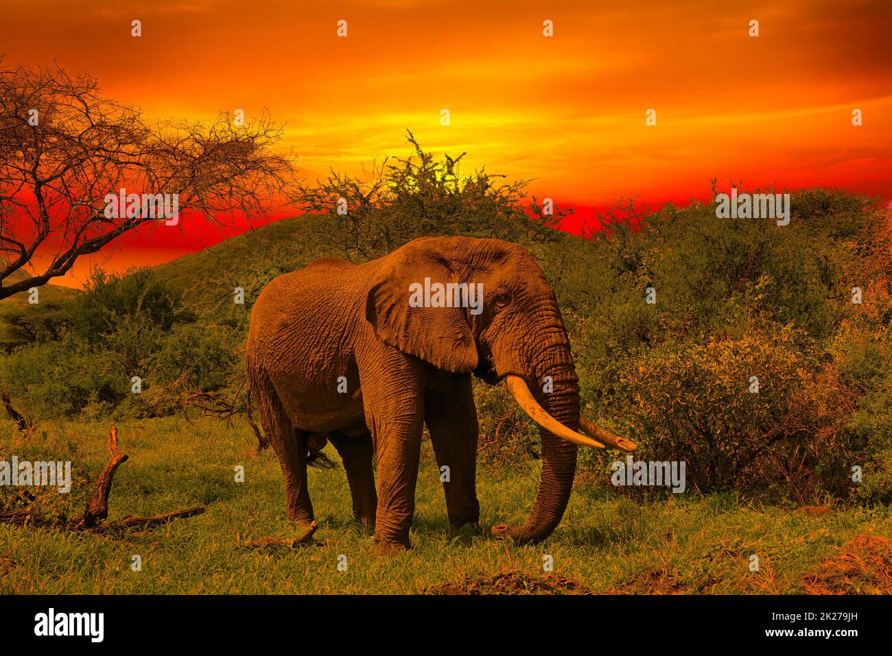 Elefanten und Sonnenuntergang im Tsavo East und Tsavo West National Park in Kenia Stockfoto