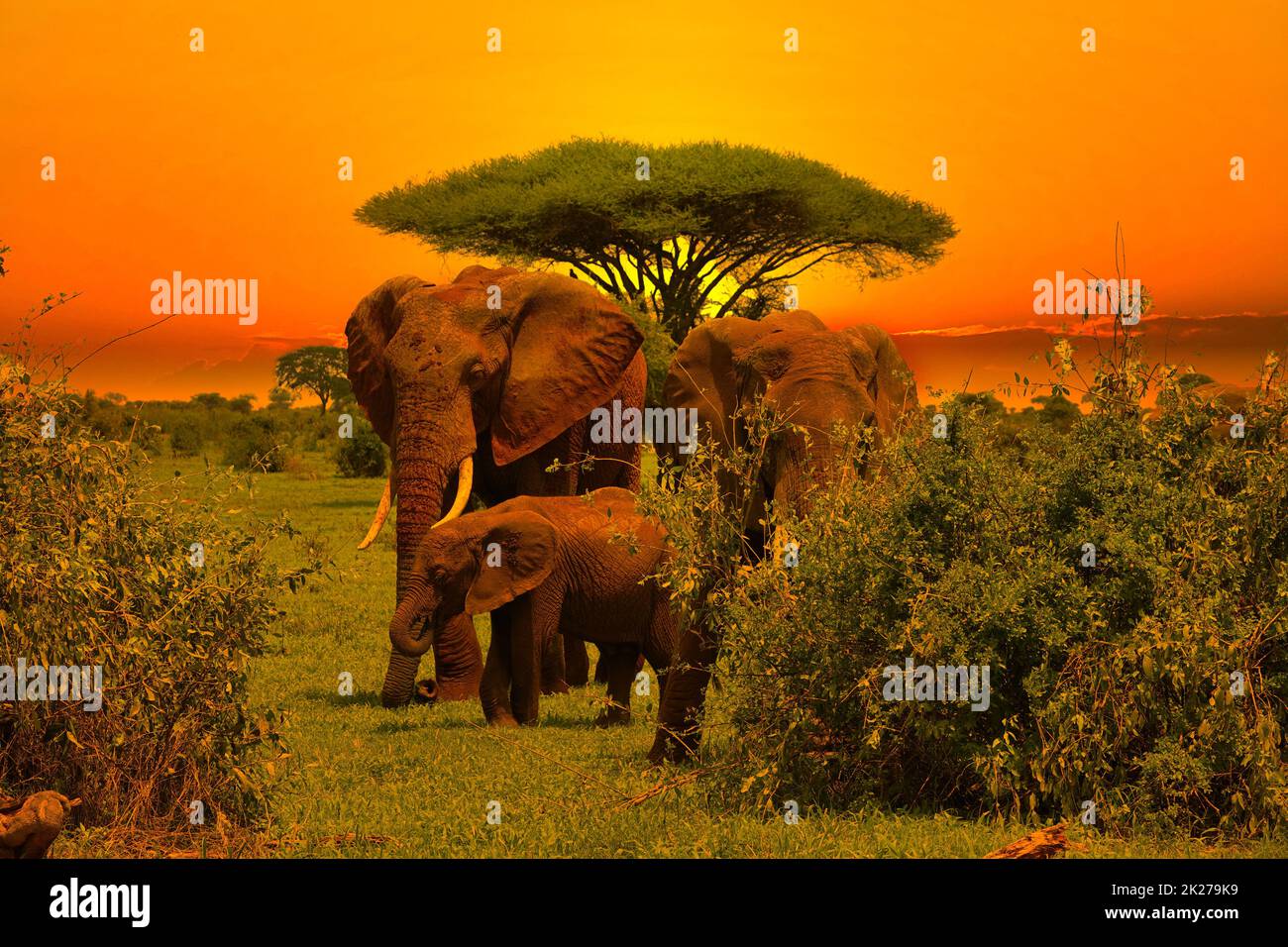 Elefanten und Sonnenuntergang im Tsavo East und Tsavo West National Park in Kenia Stockfoto