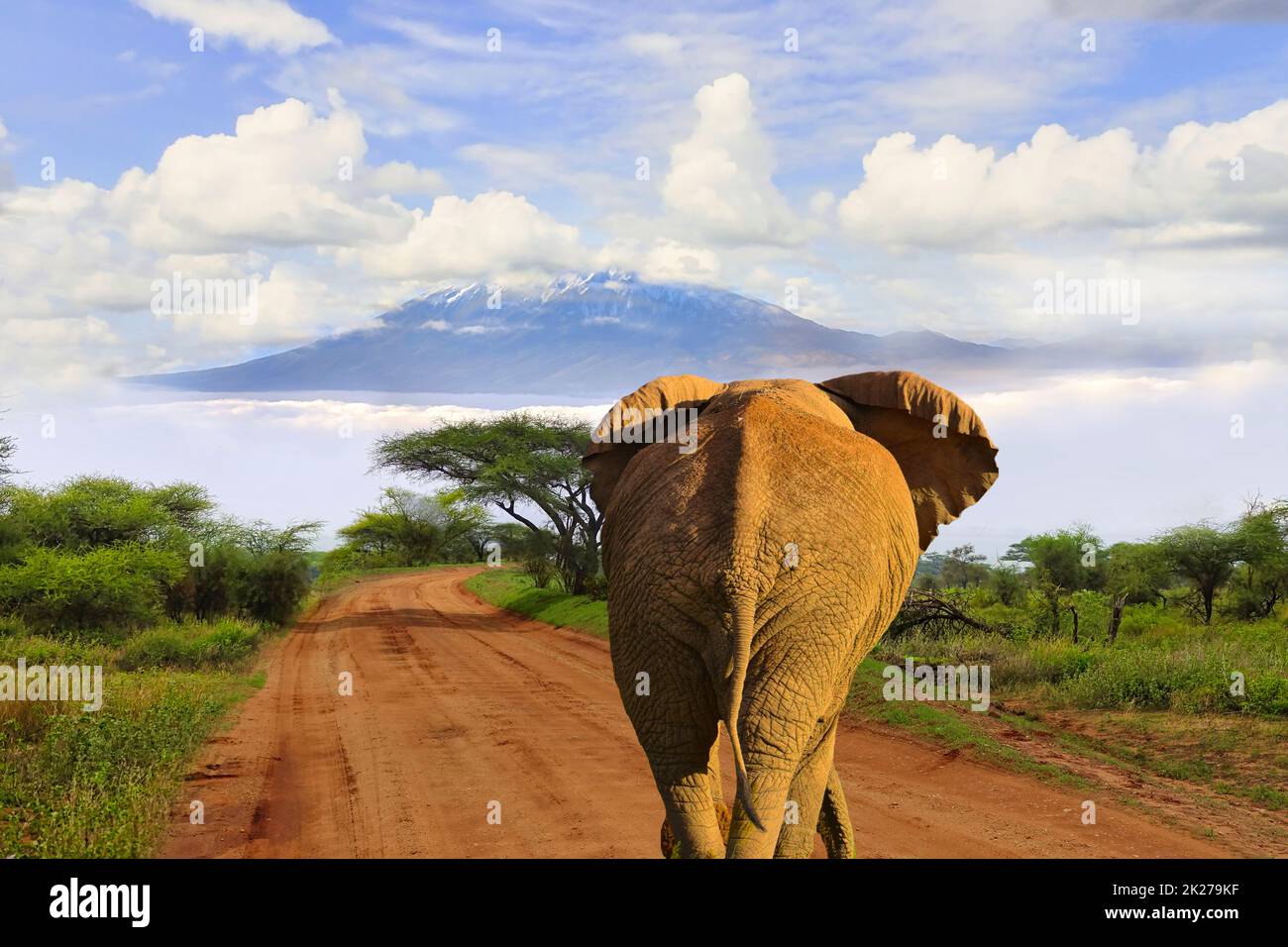 Elefanten und Mount Kilimanjaro im Amboseli National Park Stockfoto