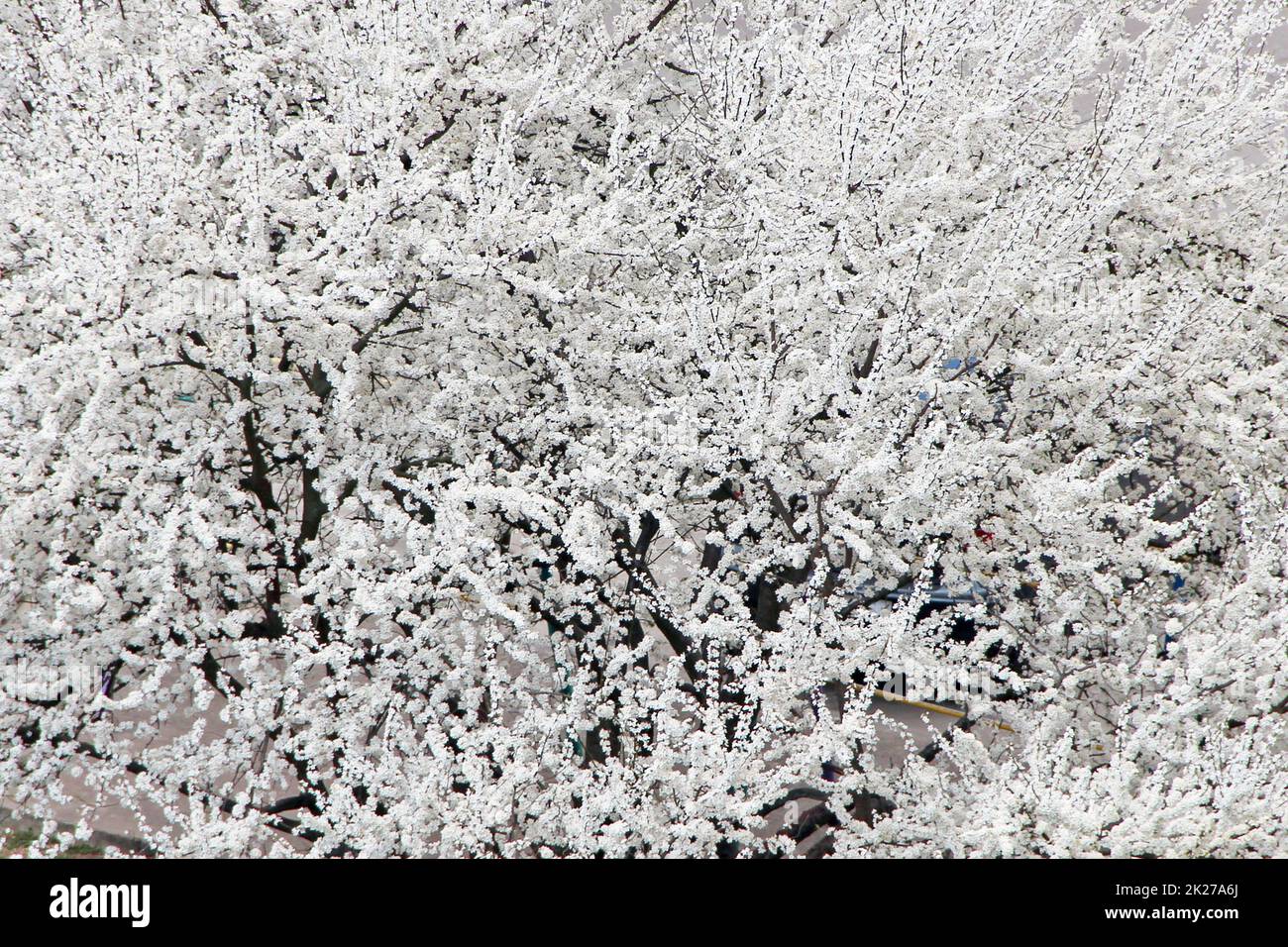 Blühende Kirschpflaume mit weißen Blumen. Frühlingsgarten Stockfoto