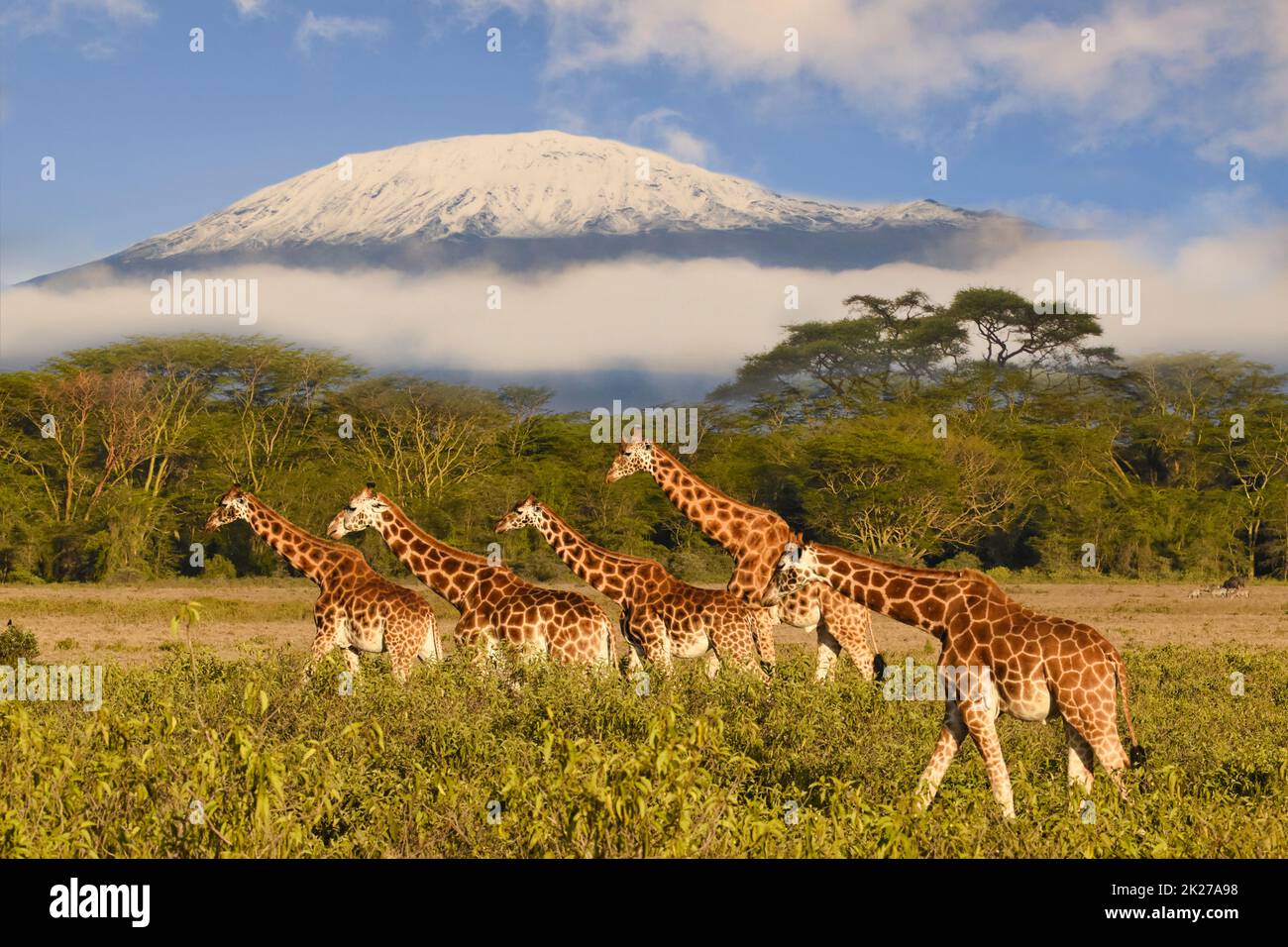 Giraffen und Mount Kilimanjaro im Amboseli National Park Stockfoto