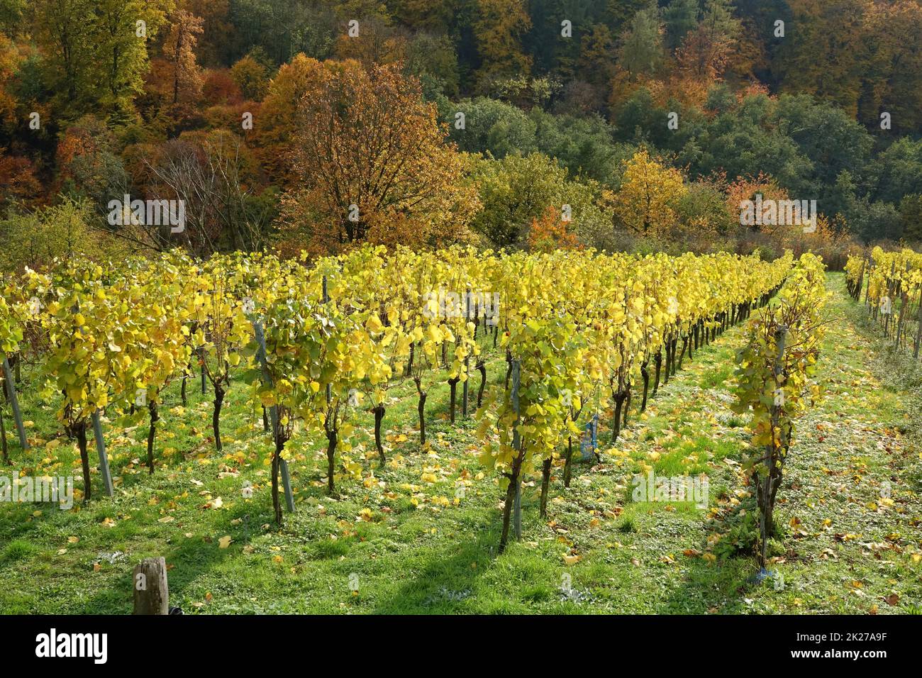 Weinberg bei Hoerstein Stockfoto