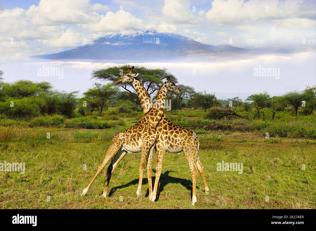 Giraffen und Mount Kilimanjaro im Amboseli National Park Stockfoto