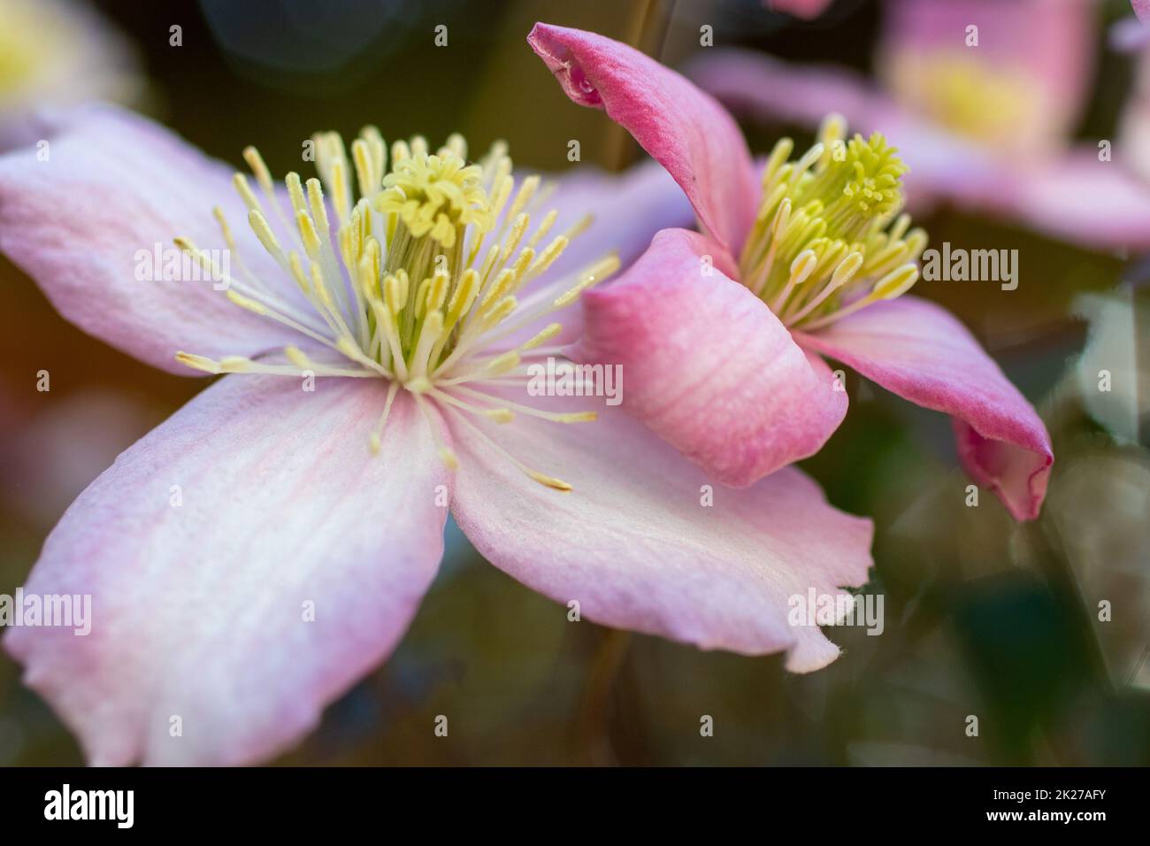 Makroaufnahmen von Blumen in Blumensträußen für das Haus. Stockfoto