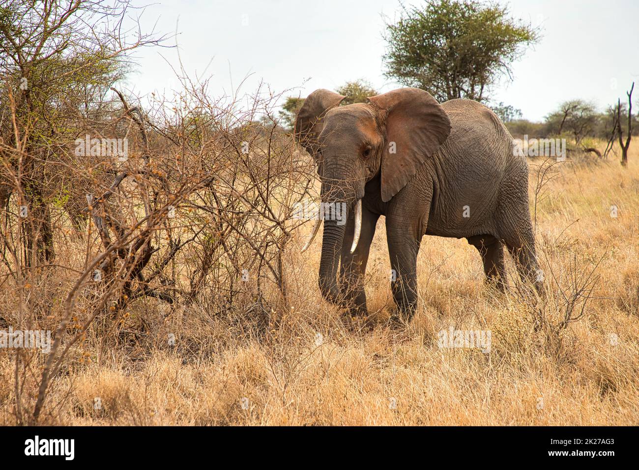 Afrikanischer Elefant, Loxodonta africana, vor einem Gestrüpp im Meru National Park in Kenia. Stockfoto