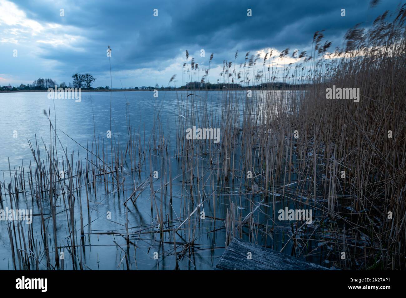 Schilf am Seeufer und bewölkter Himmel Stockfoto