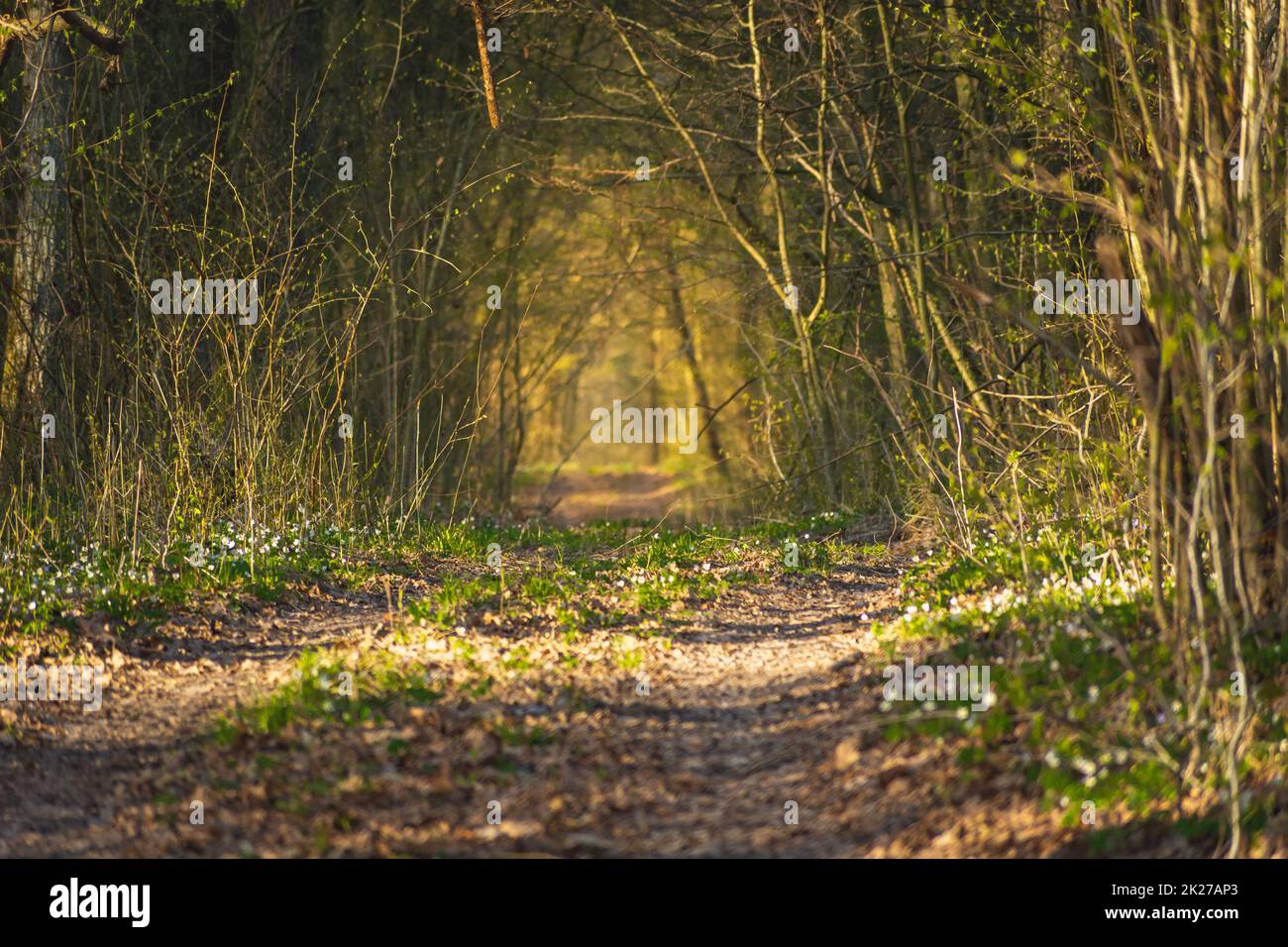 Tunnelpfad im Wald, erleuchtet von der Sonne Stockfoto