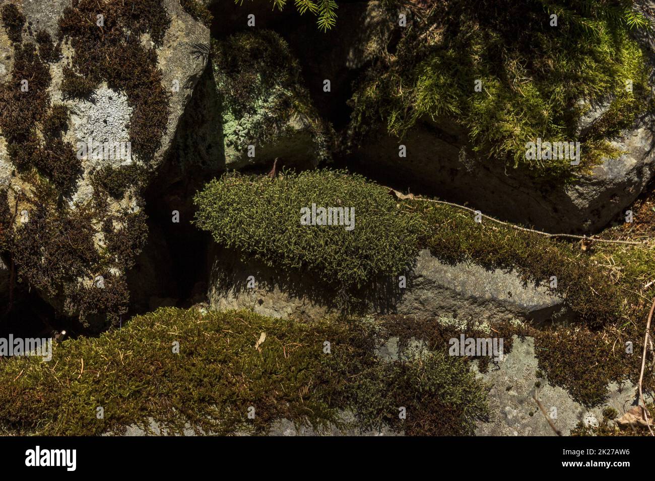 Grünes Moos auf Steinen im Wald Stockfoto
