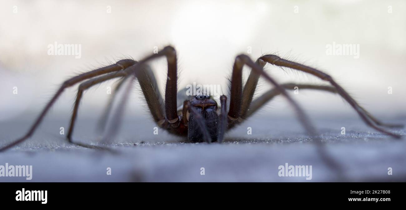 Riesenspinnen-Ereatigena artica auf Holz Stockfoto