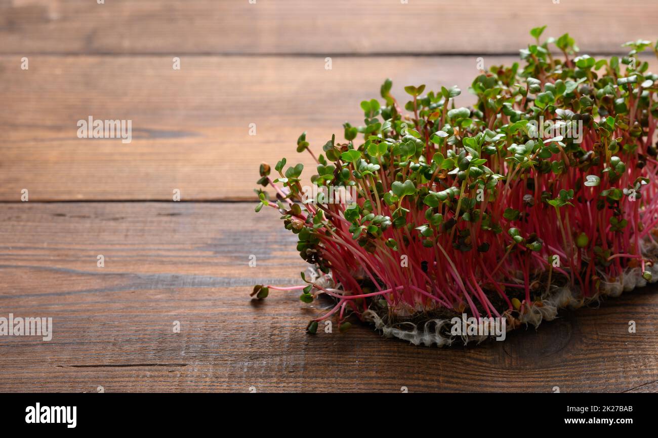 Frische Rettichsprossen, gesundes Mikrogrün für Salat und Getränke. Stockfoto
