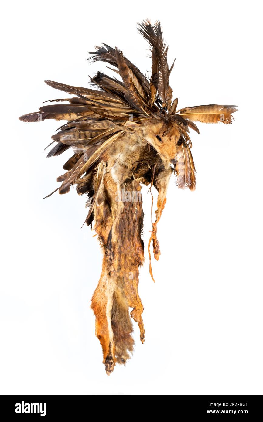 Nachbildung einer alten Haube aus Fuchsfell und Geißelfedern der nordamerikanischen Indianer Stockfoto