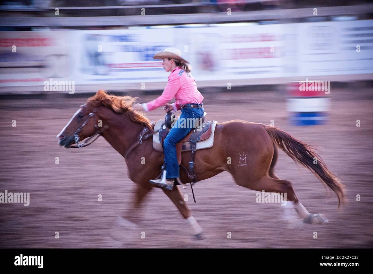 Ein Cowgirl galoppiert mit voller Geschwindigkeit im Lauf beim Rodeo in Fruita, Colorado, USA Stockfoto