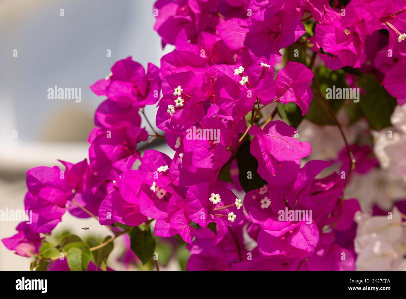 Blühende rote Bougainvillea blüht auf Santorini. Stockfoto