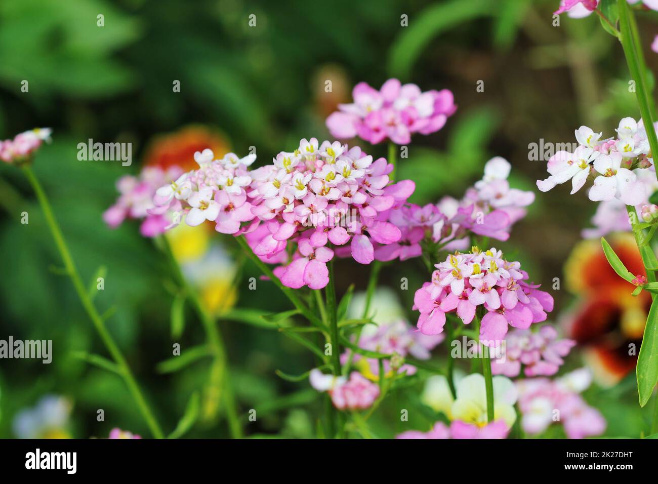 Iberis Amara Blume. Auch als Rakete Schleifenblume, bittere Schleifenblume oder wilde Schleifenblume. Stockfoto