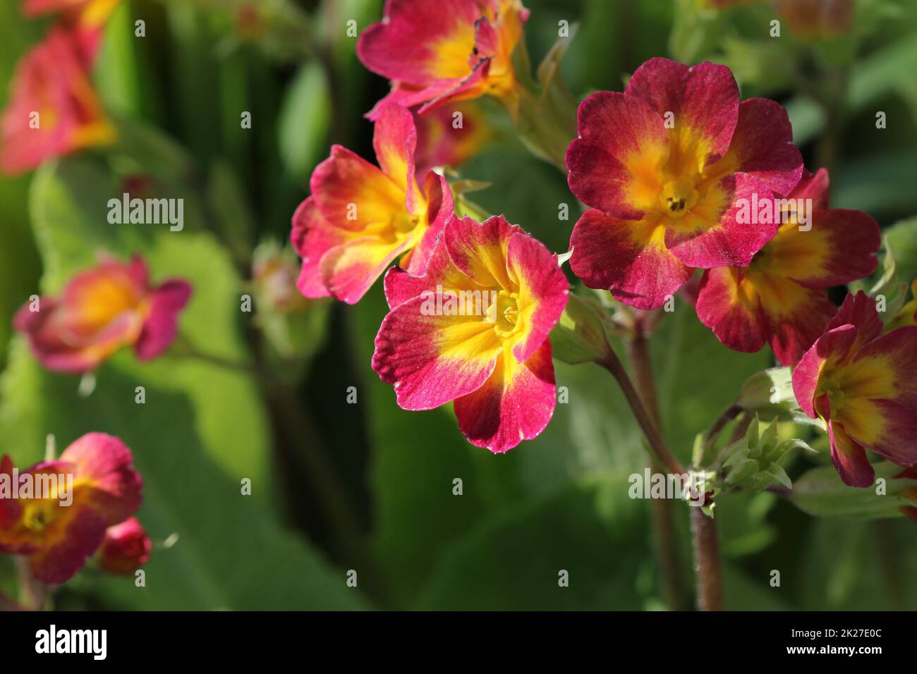 Mehrjährige Primel oder Primeln im Frühlingsgarten. Frühling Primeln Blumen, Primula Polyanthus. Die schönen roten Farben Primel Blumen Garten Stockfoto