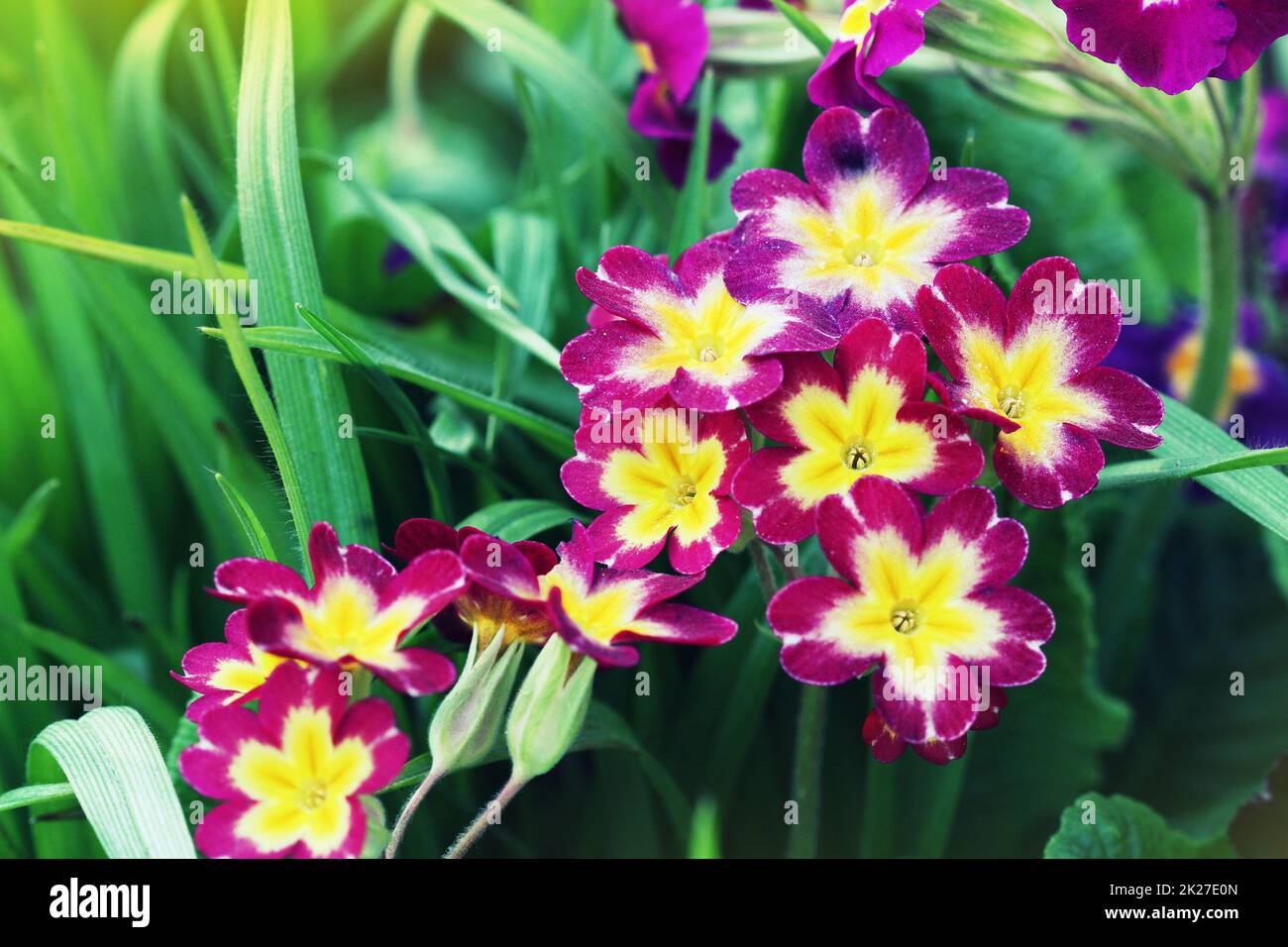 Mehrjährige Primel oder Primeln im Frühlingsgarten. Frühling Primeln Blumen, Primula Polyanthus. Die schöne rosa Farben Primel Blumen Garten Stockfoto