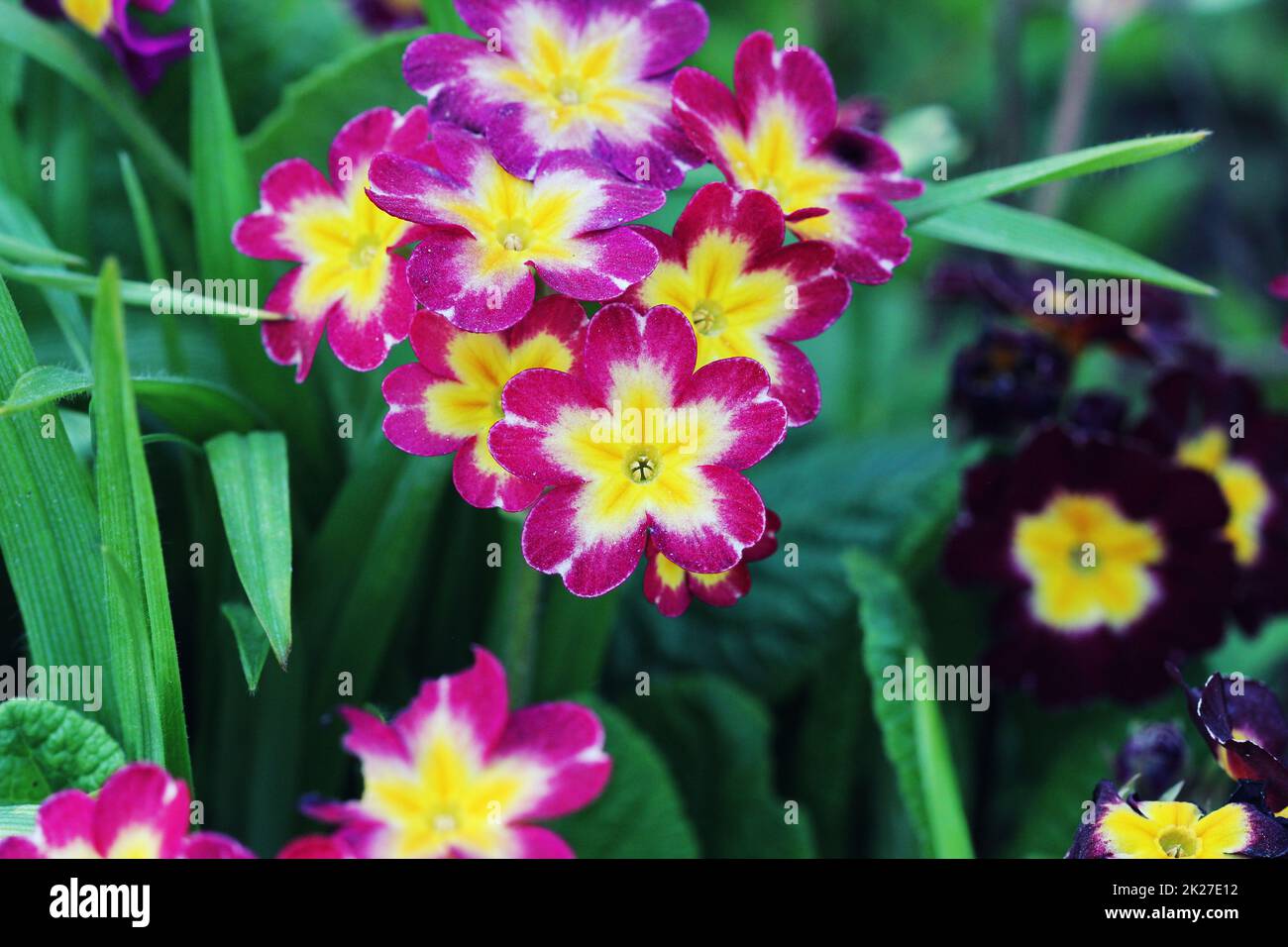 Mehrjährige Primel oder Primeln im Frühlingsgarten. Frühling Primeln Blumen, Primula Polyanthus. Die schöne rosa Farben Primel Blumen Garten Stockfoto