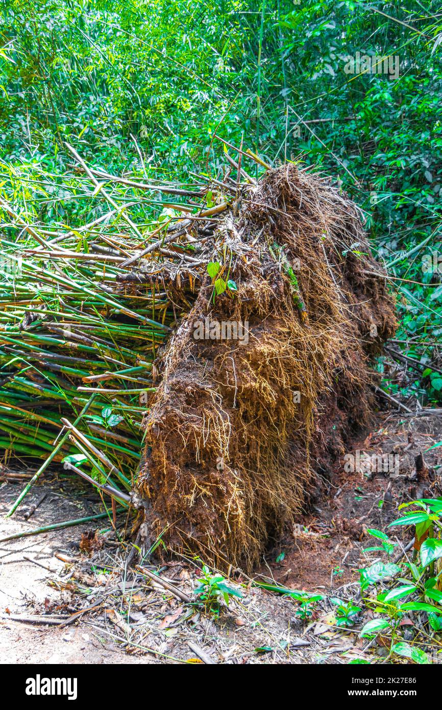 Umgewälzter entwurzelter Bambusbaum Urwald Ilha Grande Brasilien. Stockfoto