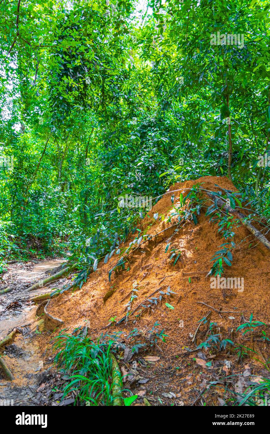 Ameisen- und Termitenhügel Dschungel Wald Ilha Grande Brasilien. Stockfoto