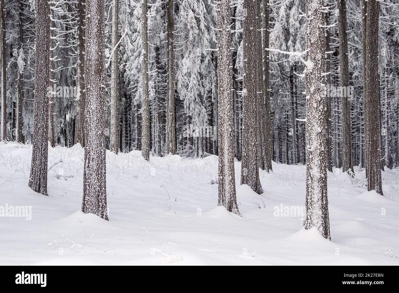 Winterlandschaft im Thüringer Wald bei Schmiedefeld am Rennsteig Stockfoto