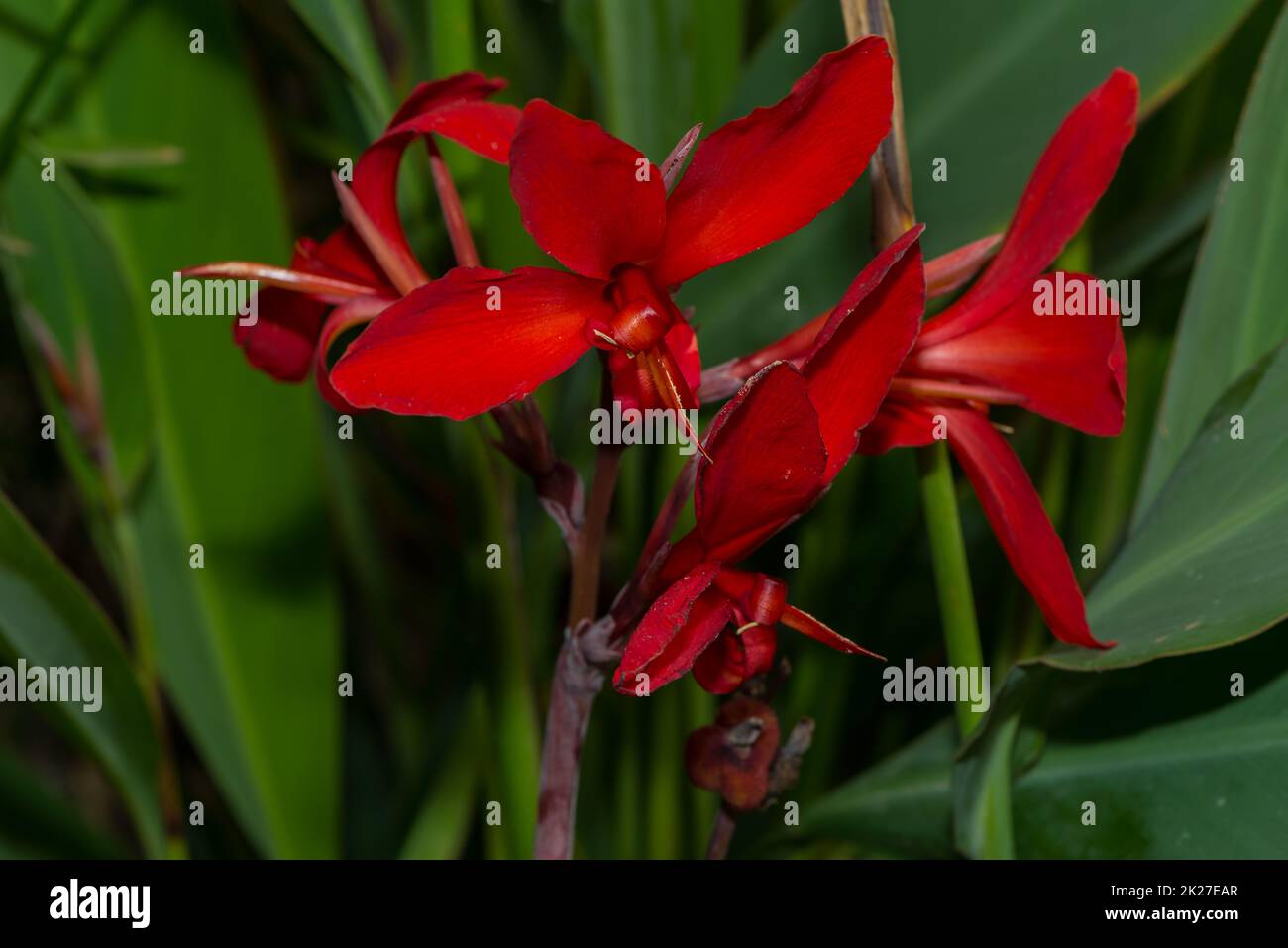 Nahaufnahme einer roten Blüte Stockfoto
